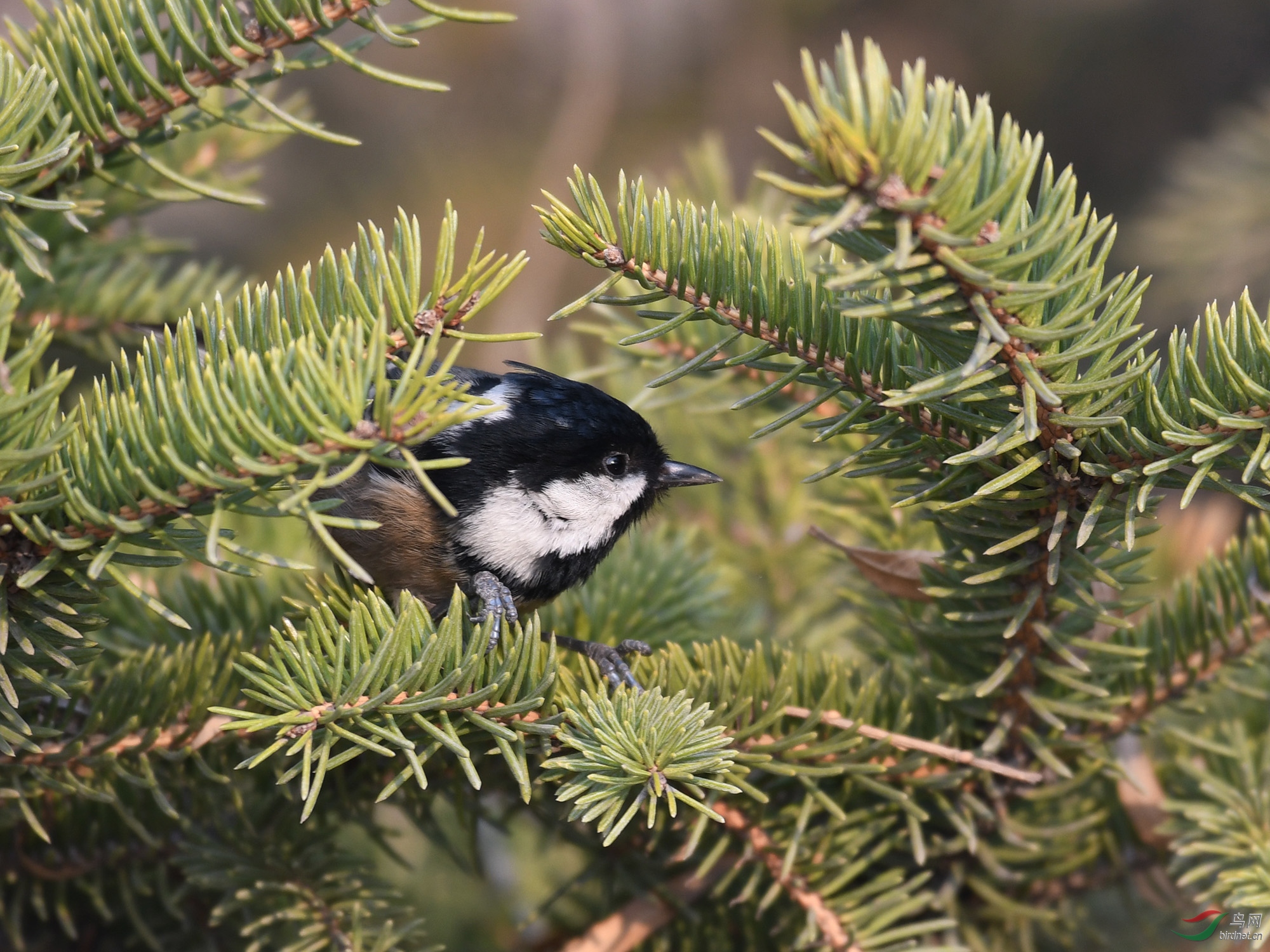 ������Ӱ 1276����.jpg