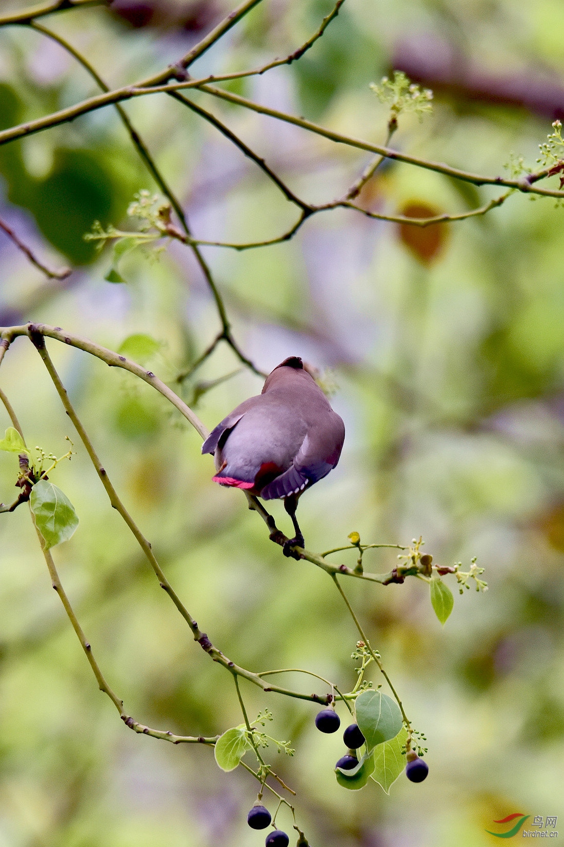 DSC_1106.JPG