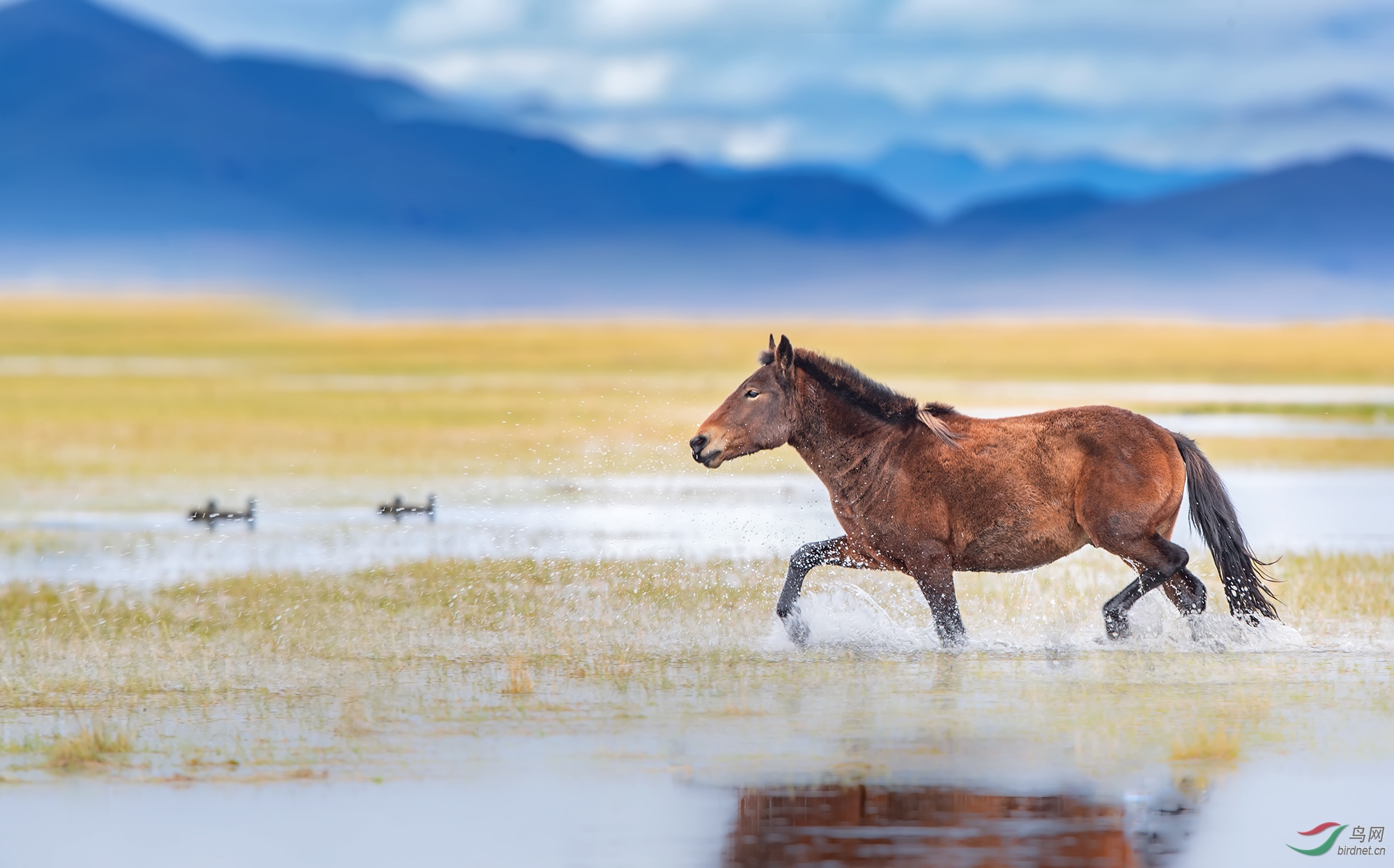 奔跑🏃草原野马