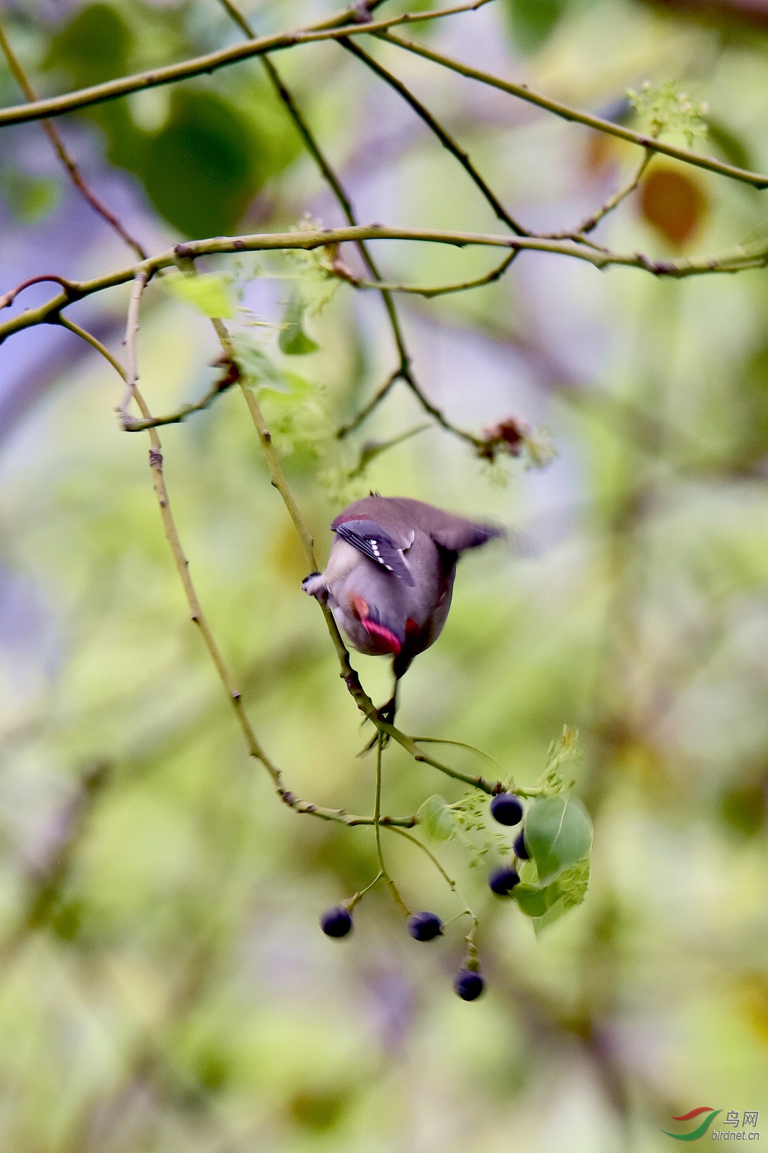 DSC_1110.JPG