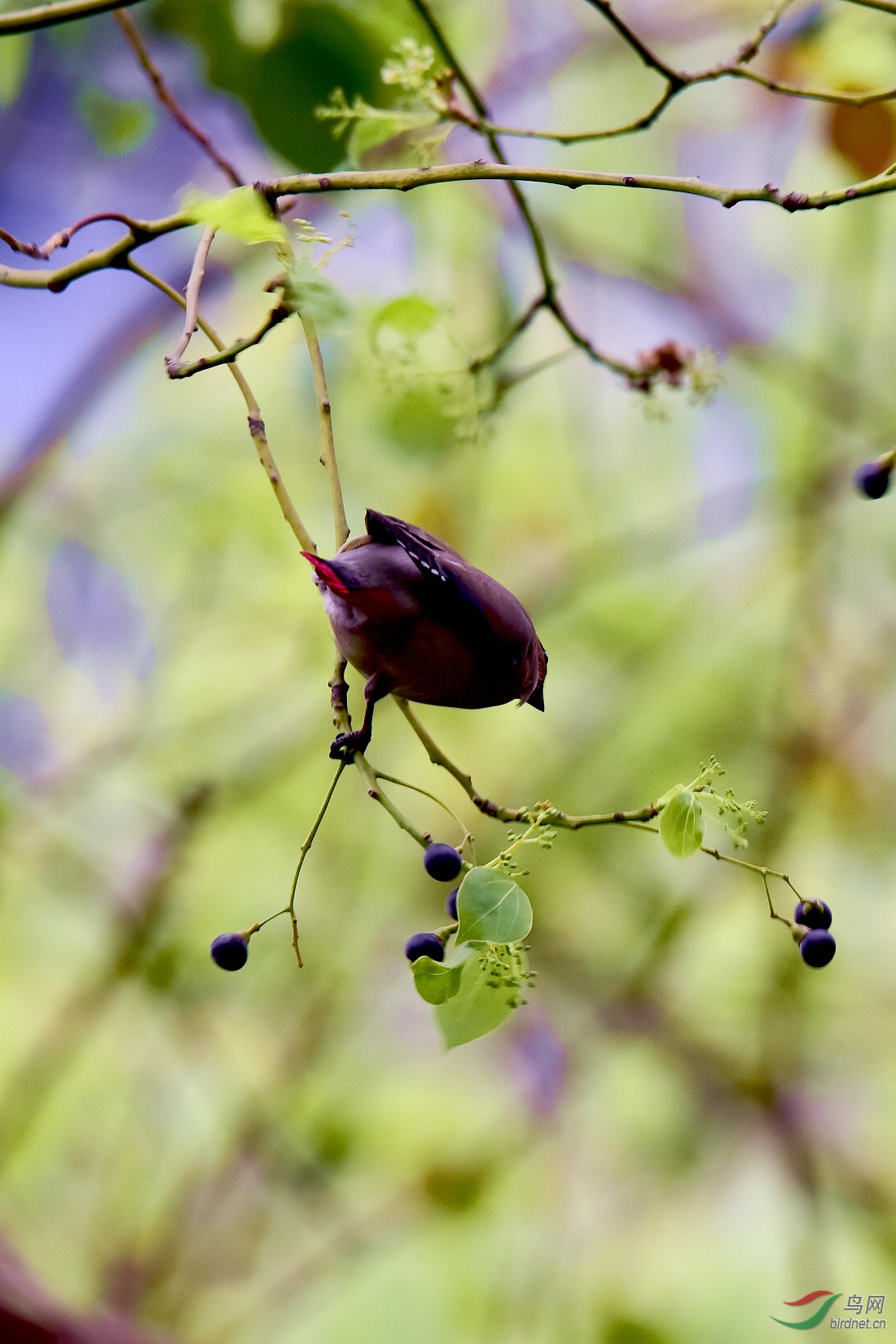 DSC_1111.JPG