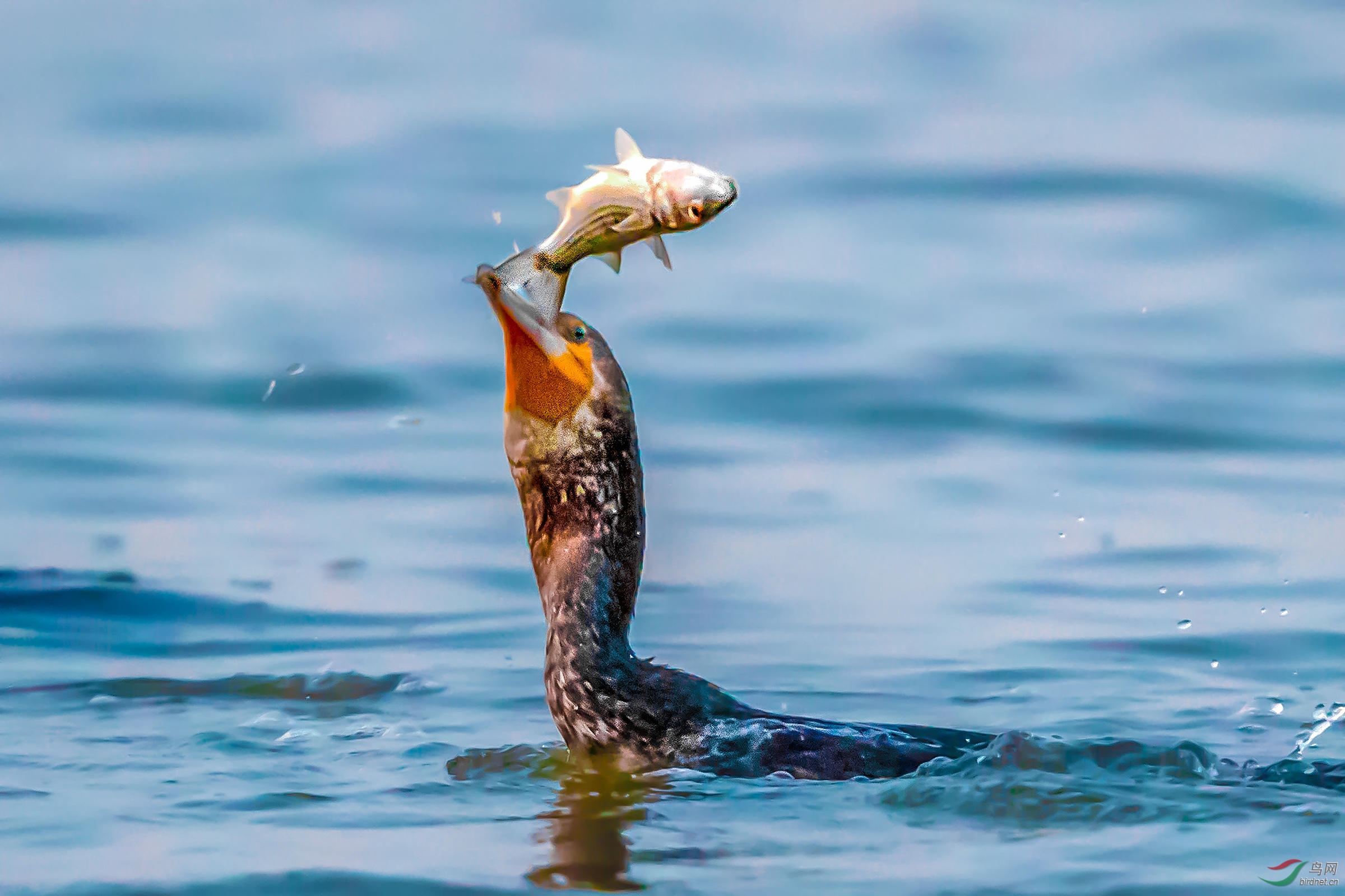 [水鸟] 戏鱼--- (祝贺老师佳作荣获vip综合精华)