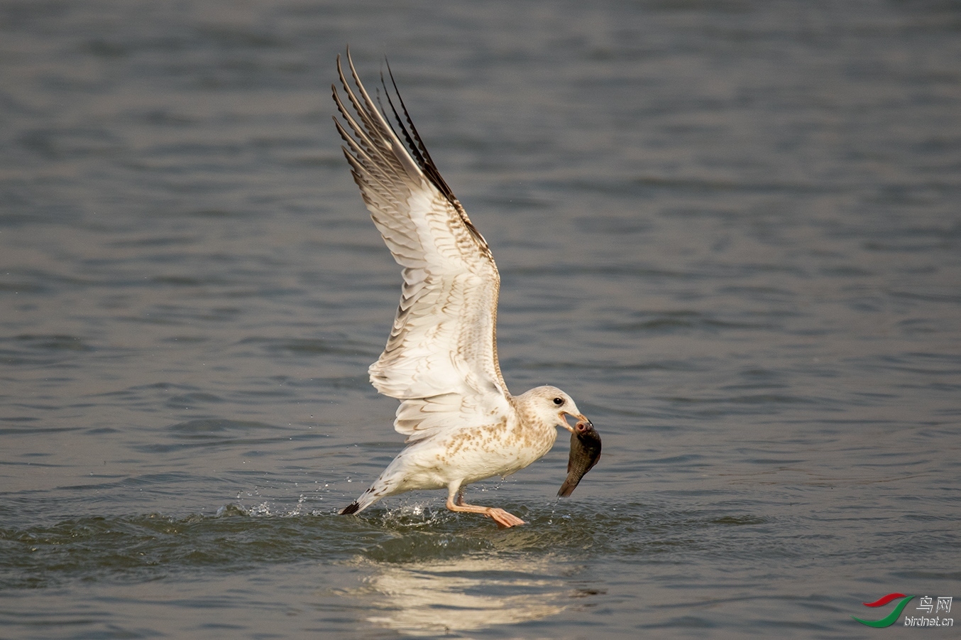 ����ʯͷ  ��ʦ�����ں�����ʡ������.jpg