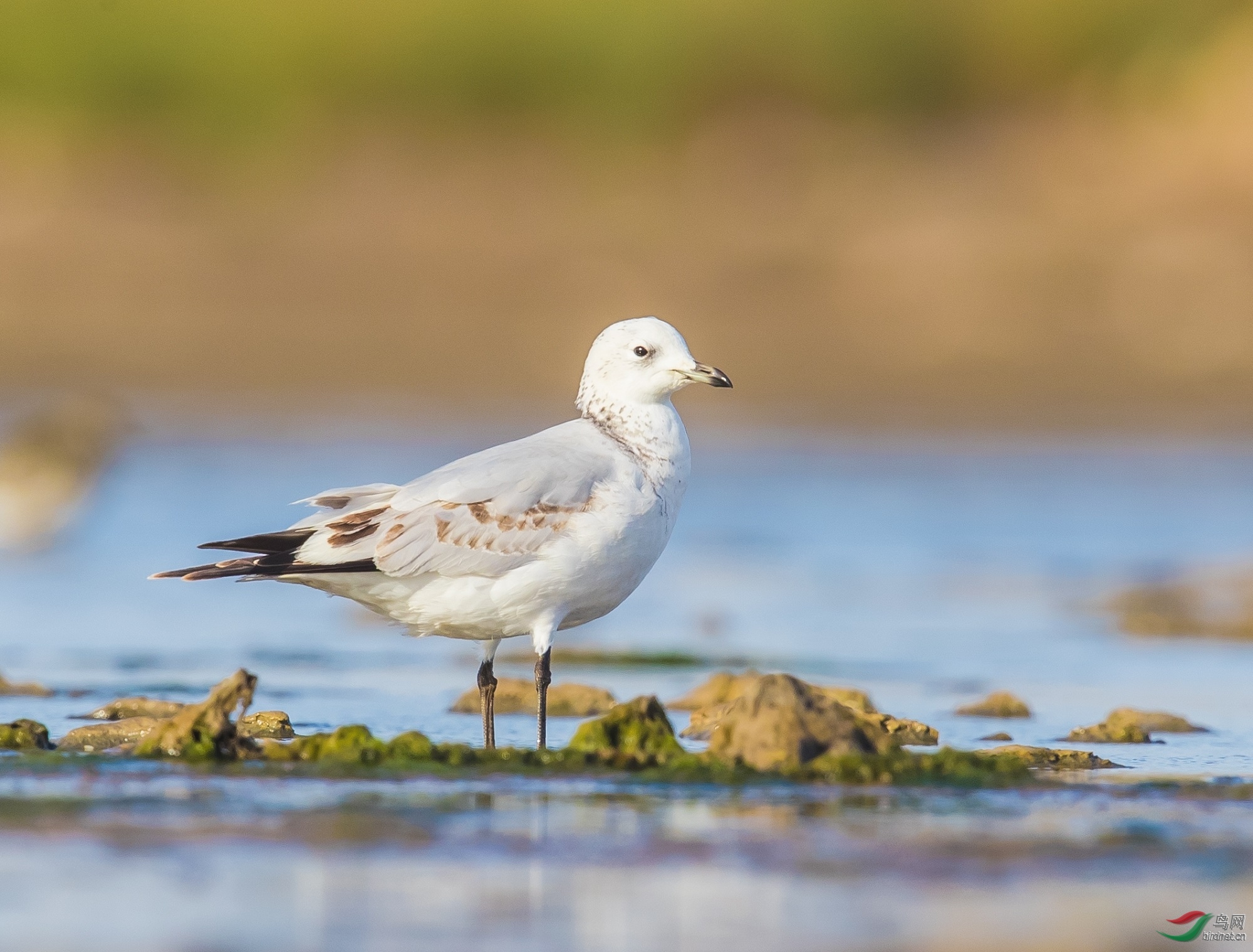 �����~�춣�� ��ʦ������ɽ��ʡΫ����500.jpg