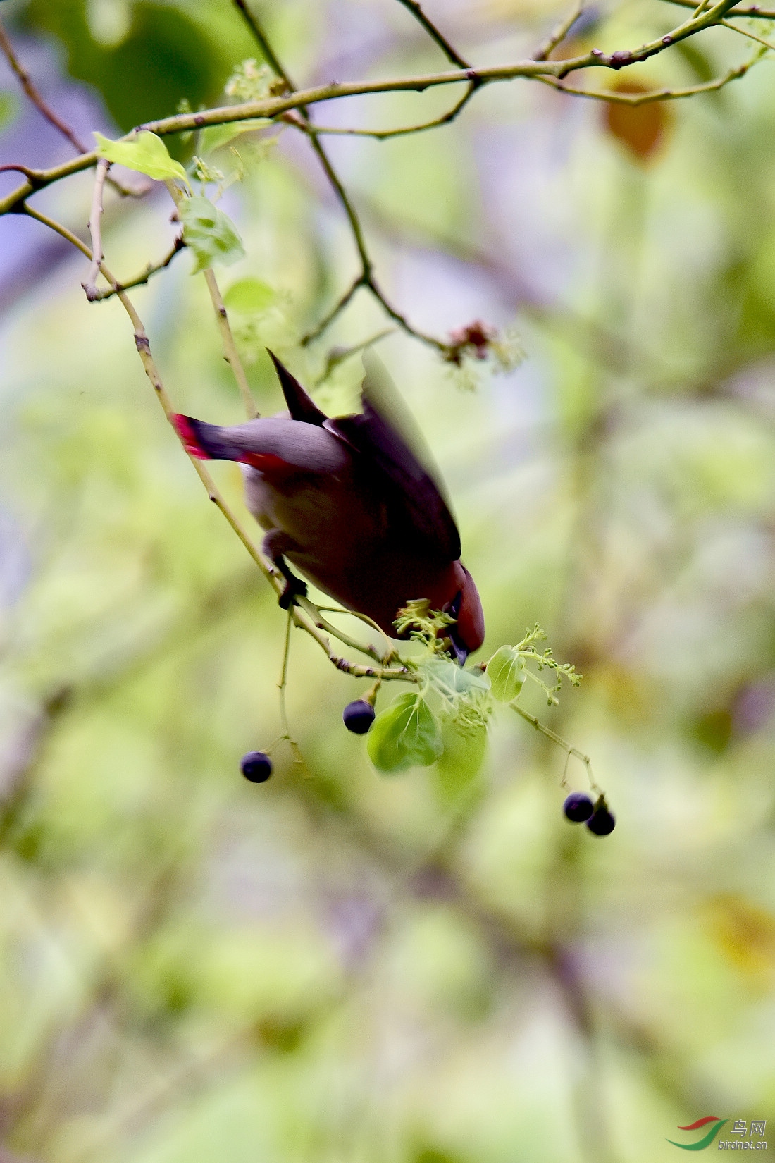 DSC_1116.JPG
