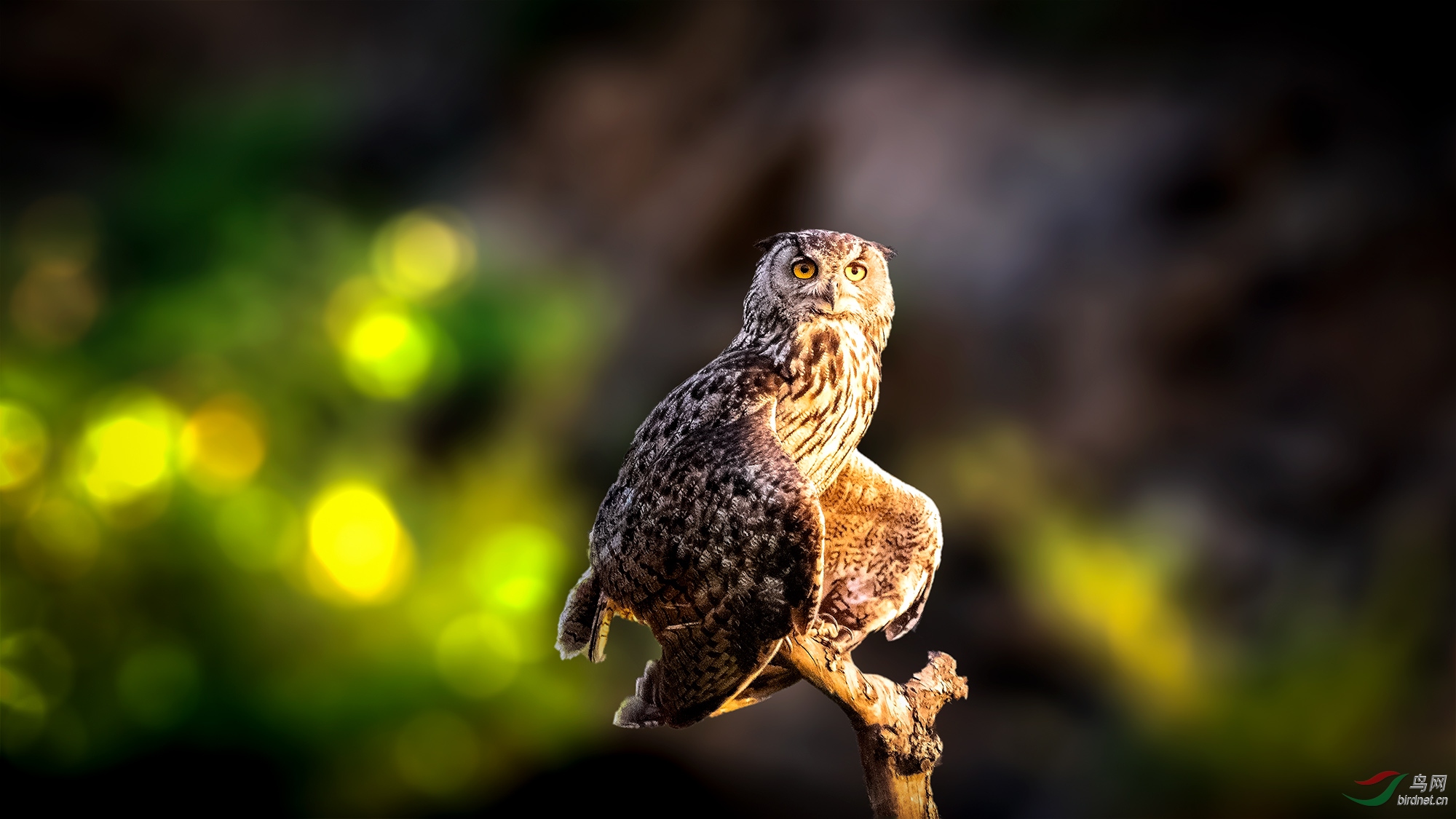 梦想与未来雕鸮