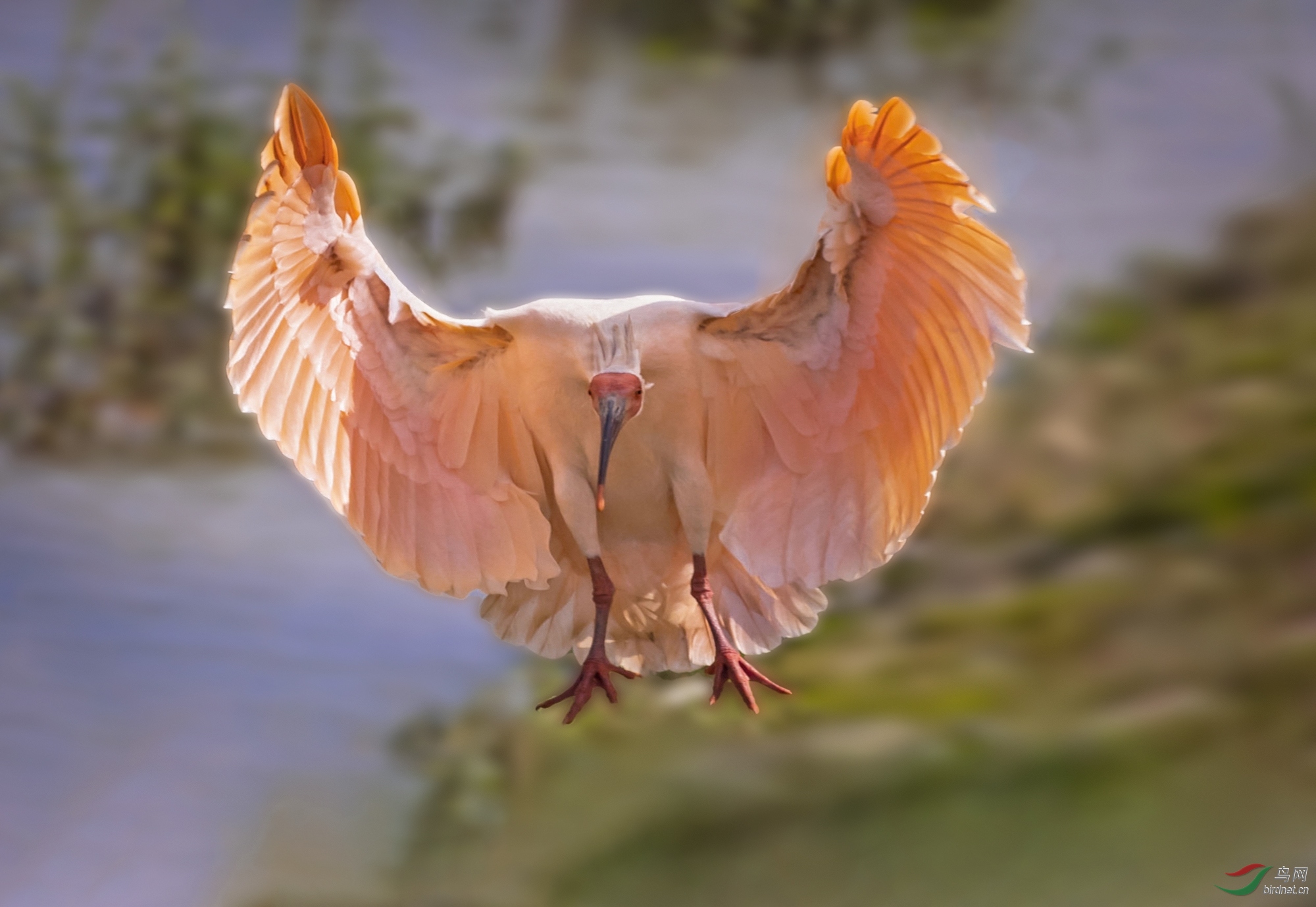 朱鹮展翅贺获鸟类精华