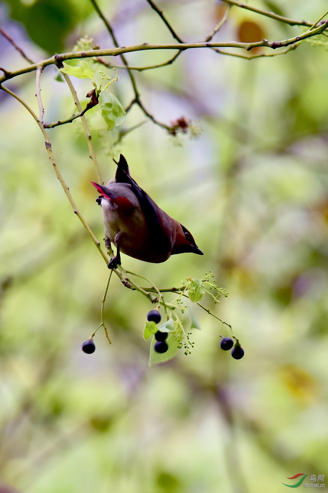 DSC_1117.JPG