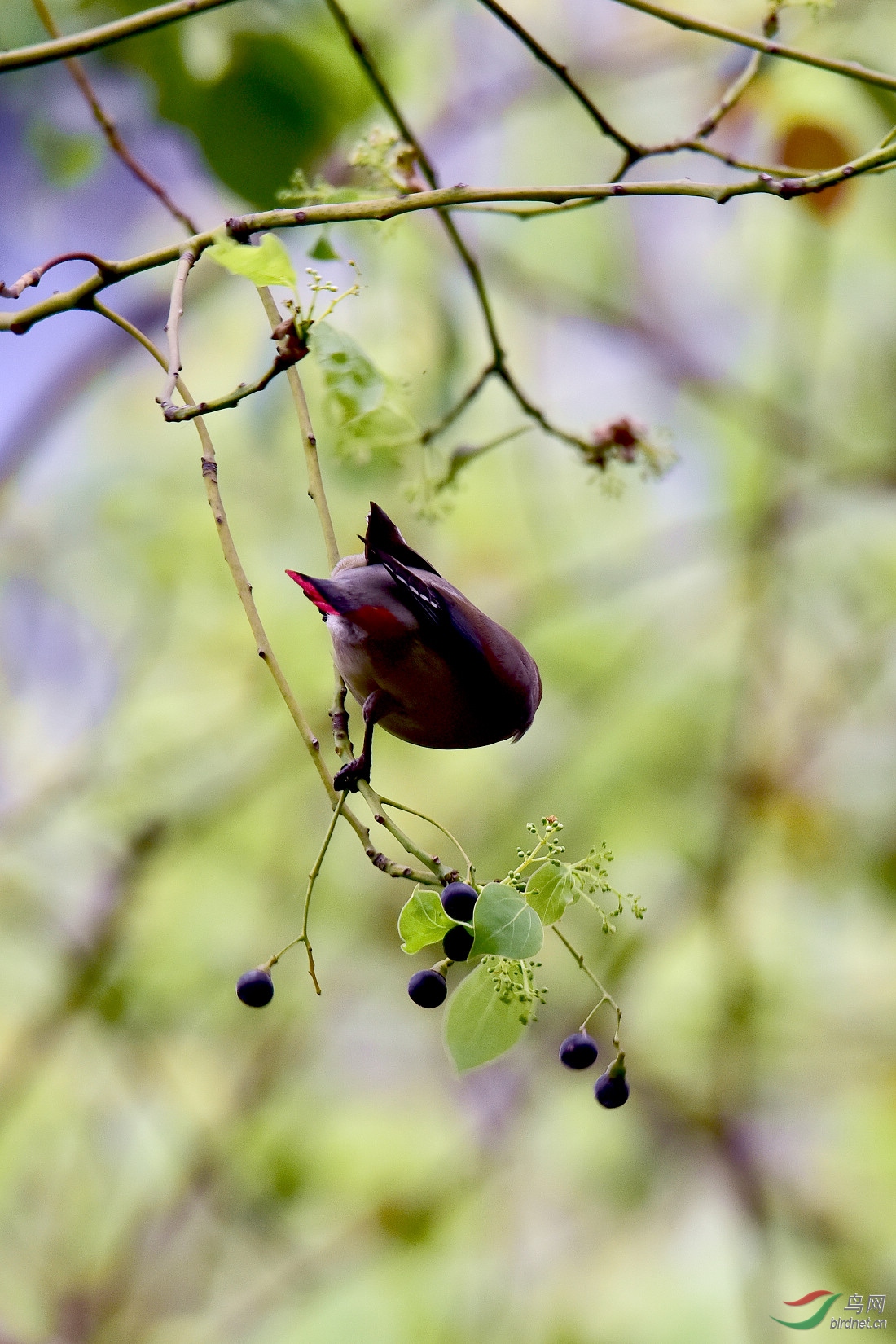 DSC_1118.JPG