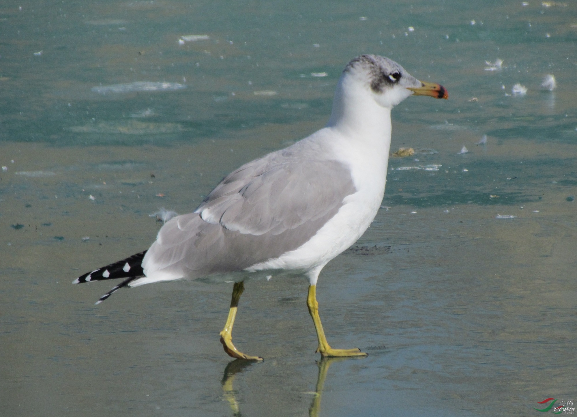 �β1999 ��ʦ���������������������гǹ���500.jpg