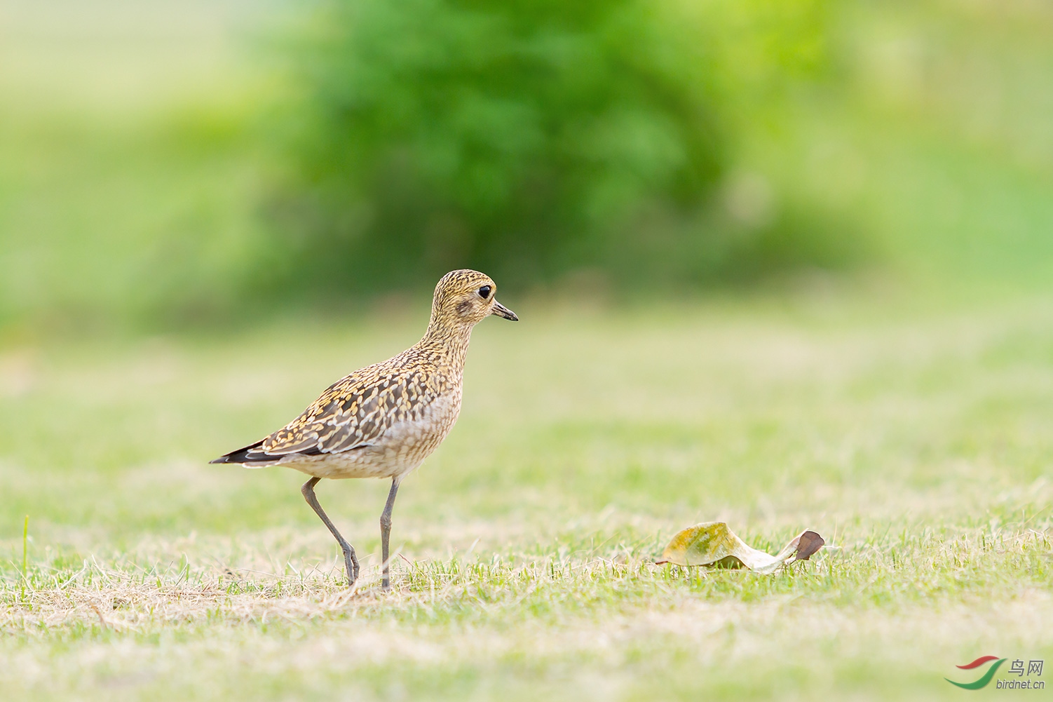 ����a_MG_0515-01