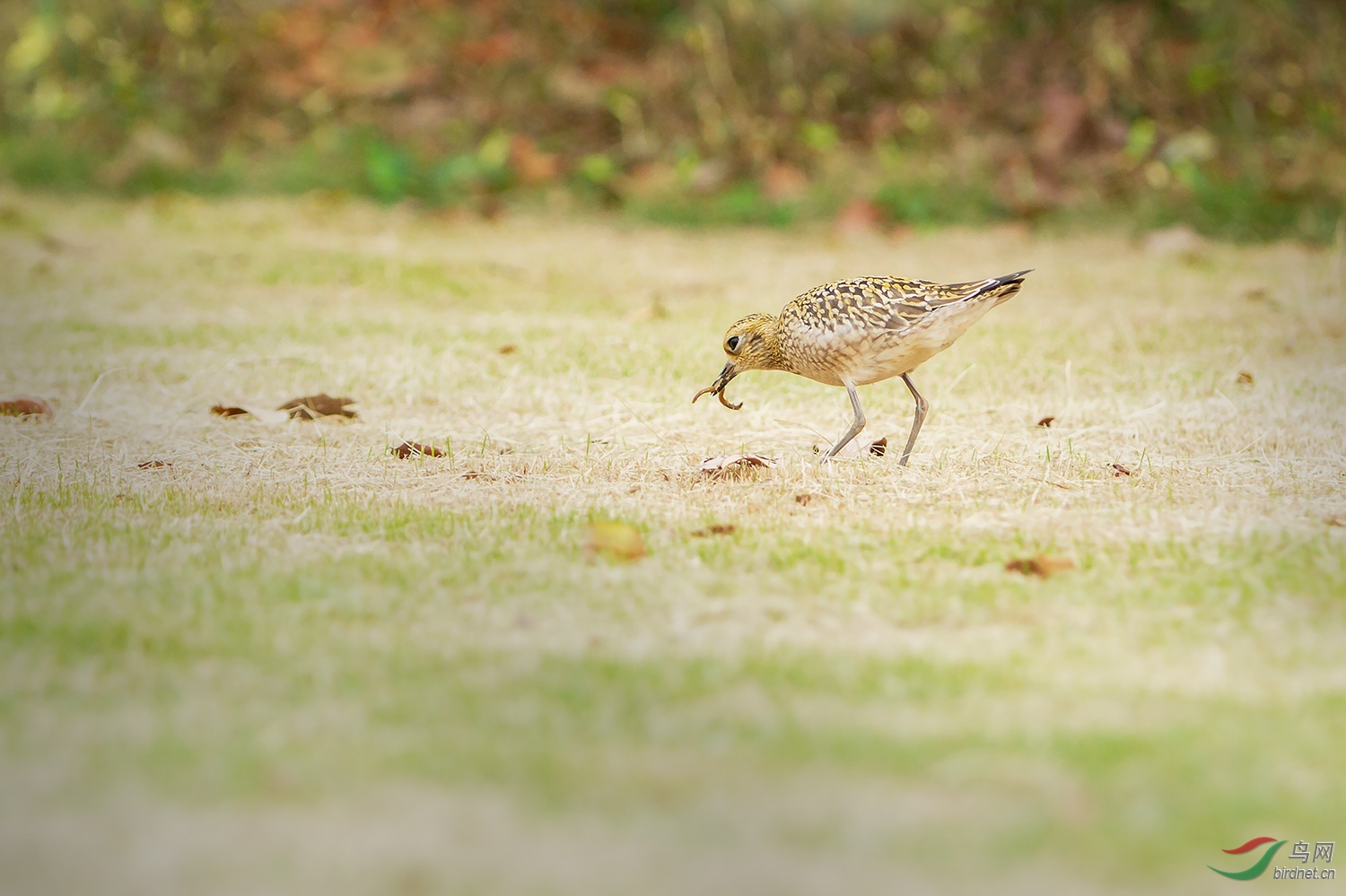 ����a_MG_0131-01