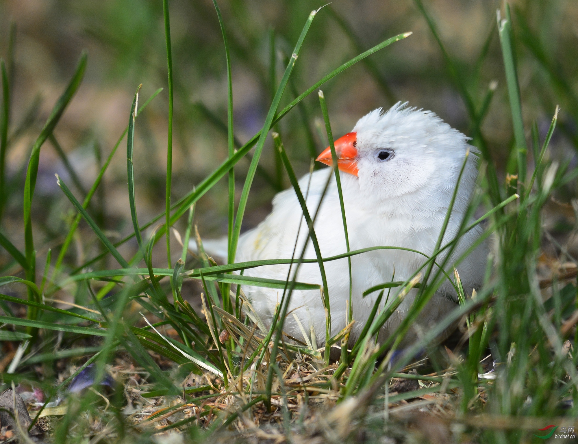 ������Ӱ 519����.jpg