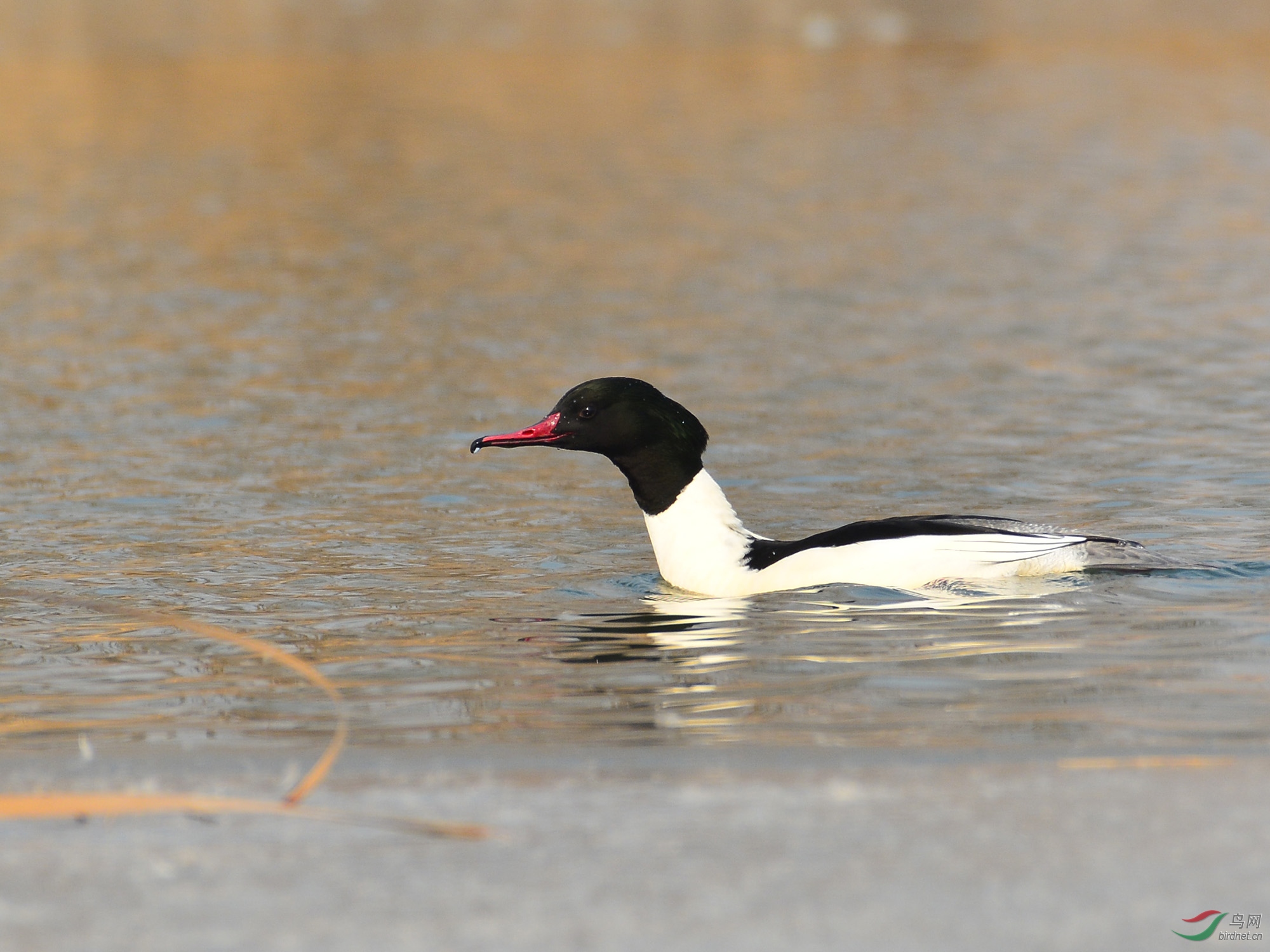 ������Ӱ 591����.jpg