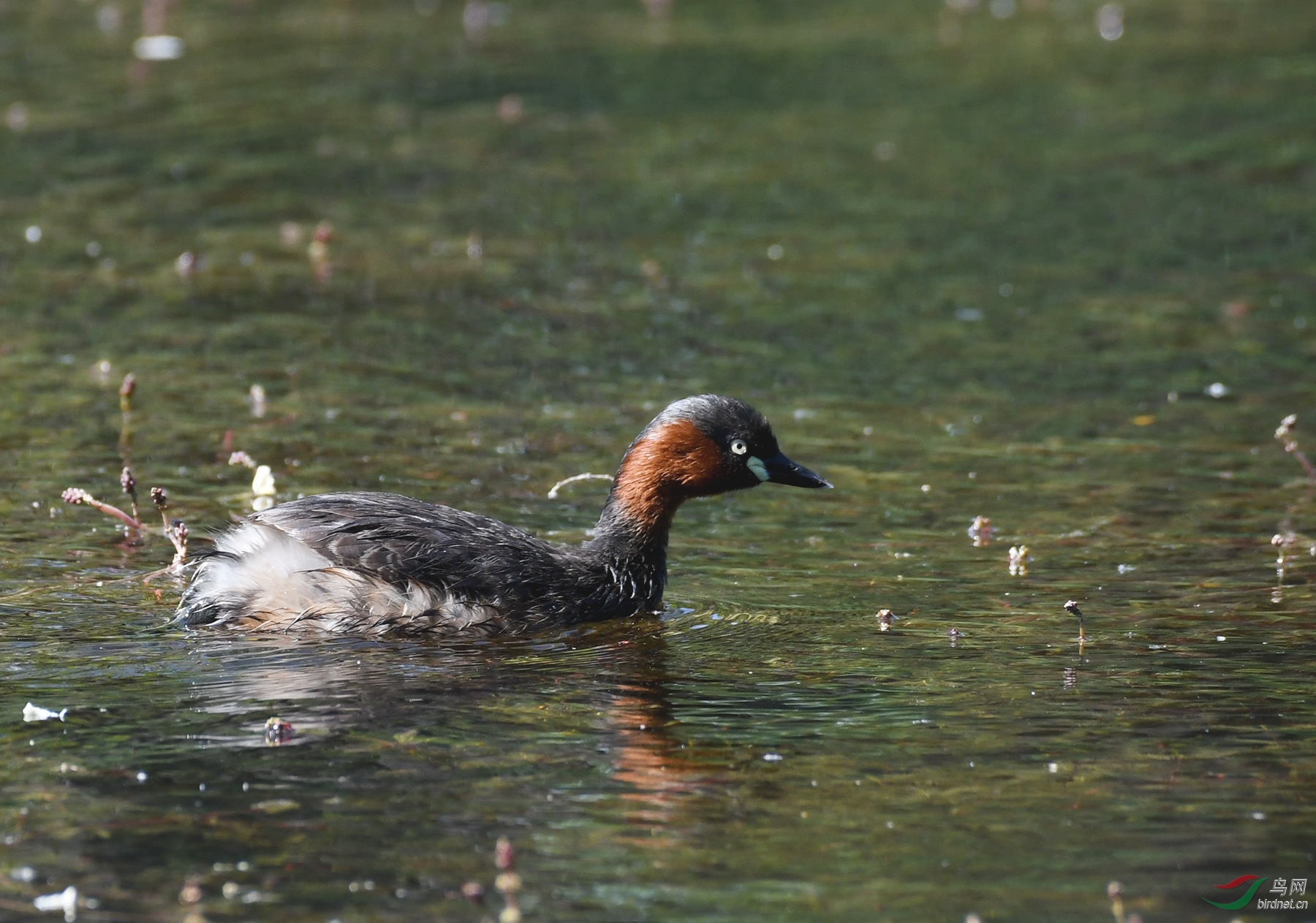 ������Ӱ 1874����.jpg