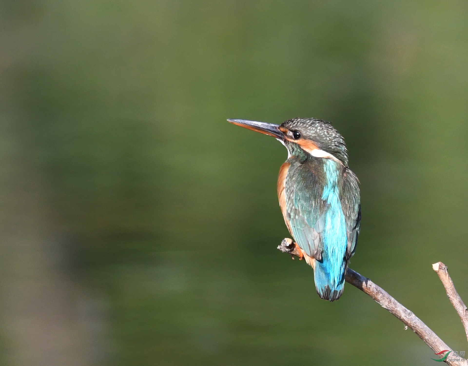 ������Ӱ 6173����.jpg