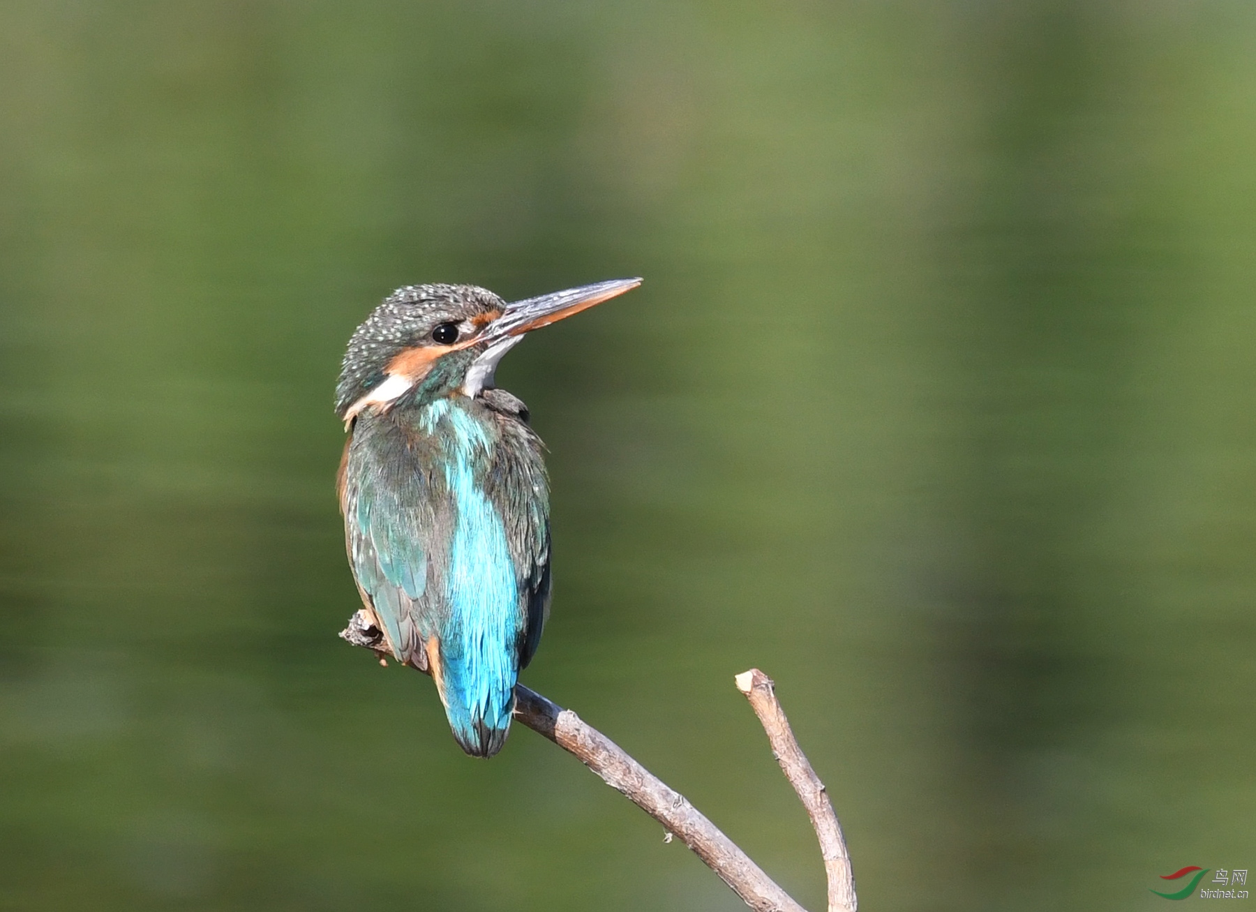 ������Ӱ 6230����.jpg