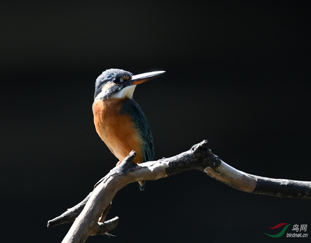 DSC_8461_����.jpg