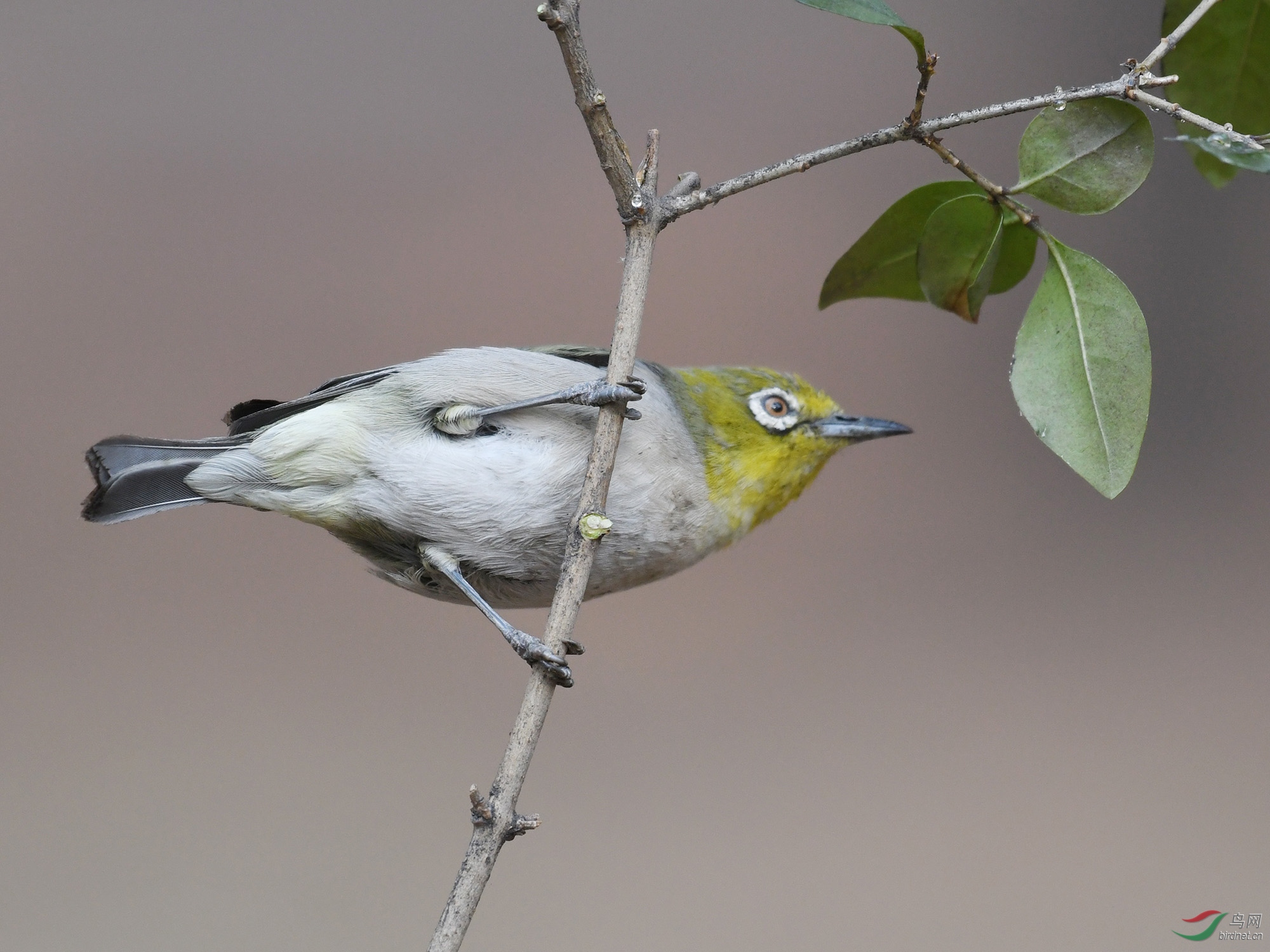 ������Ӱ 597����.jpg