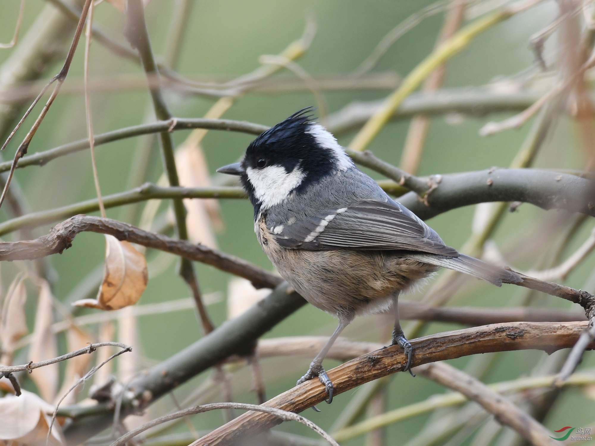 ������Ӱ 1446����.jpg