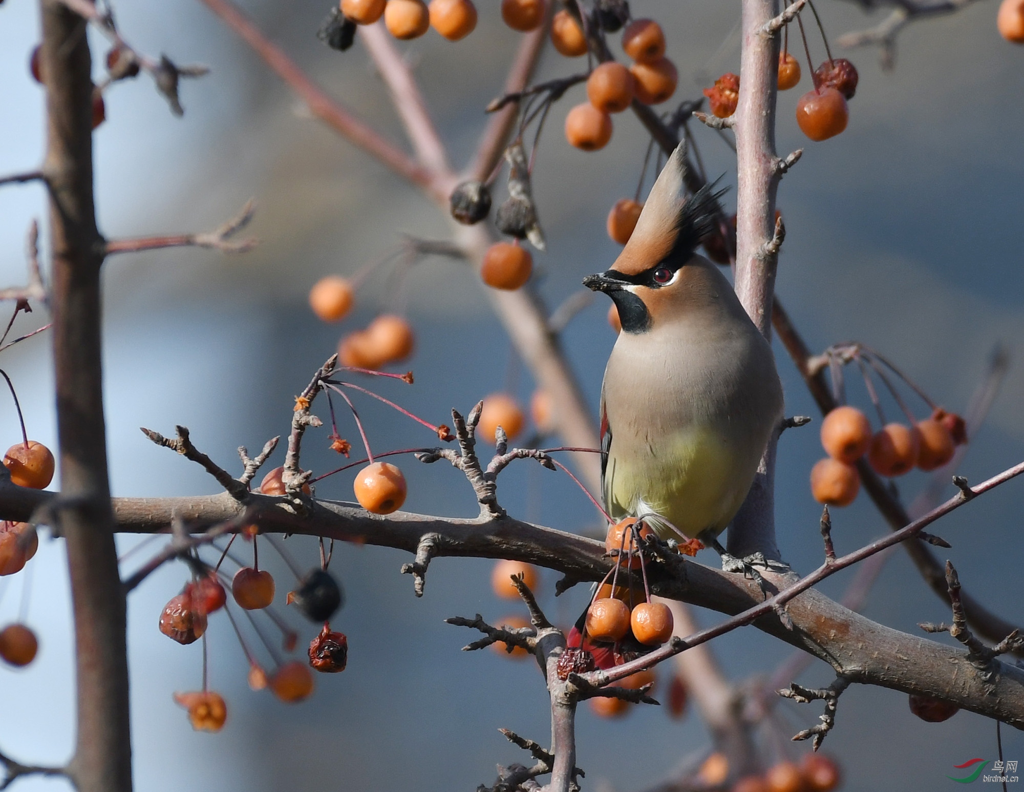 ������Ӱ 555����.jpg