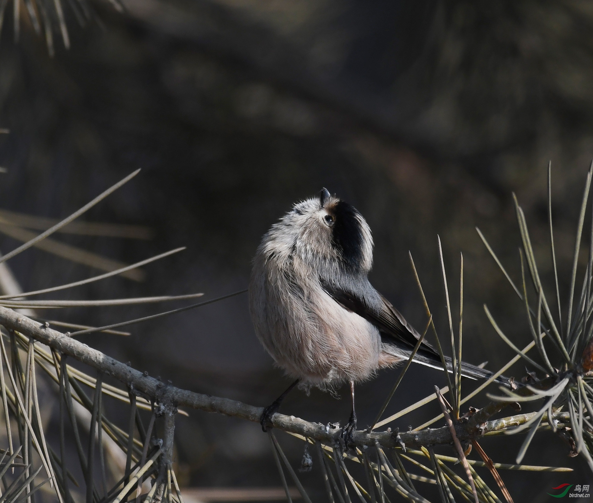 ������Ӱ 487����.jpg