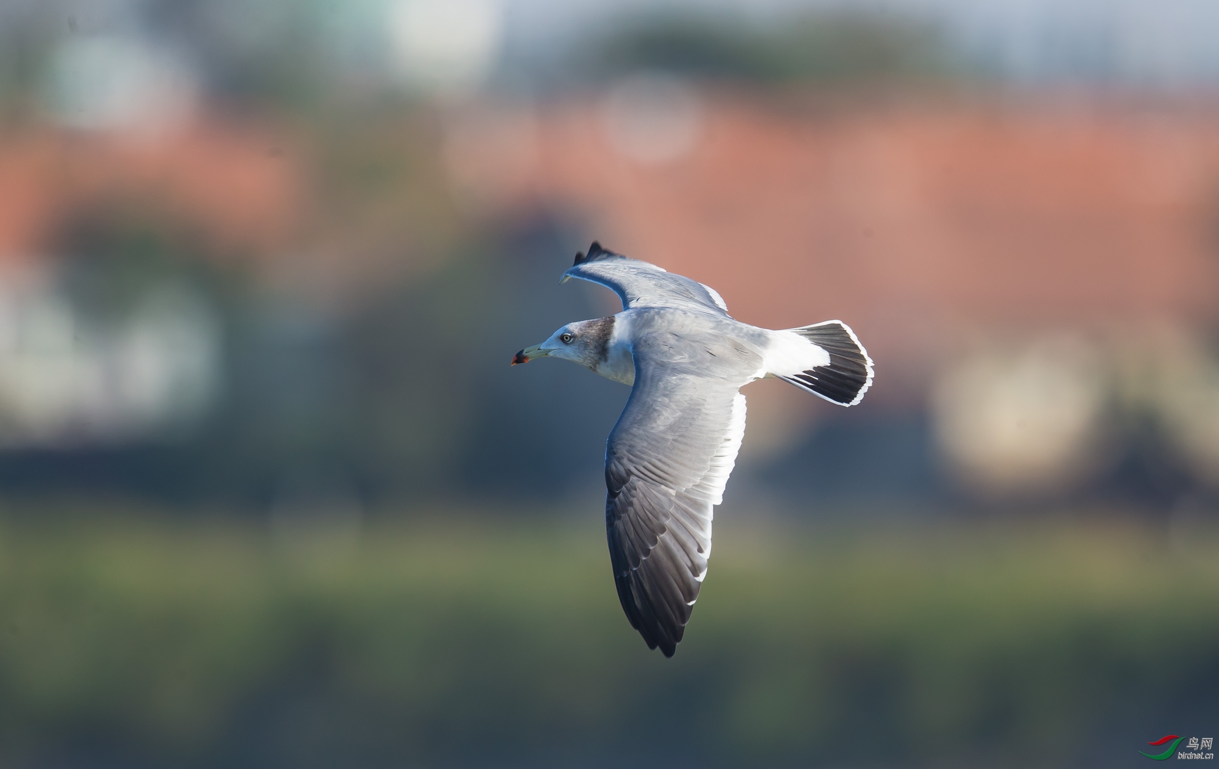 �����~�춣�� ��ʦ�����ں��׽ֵ�.jpg