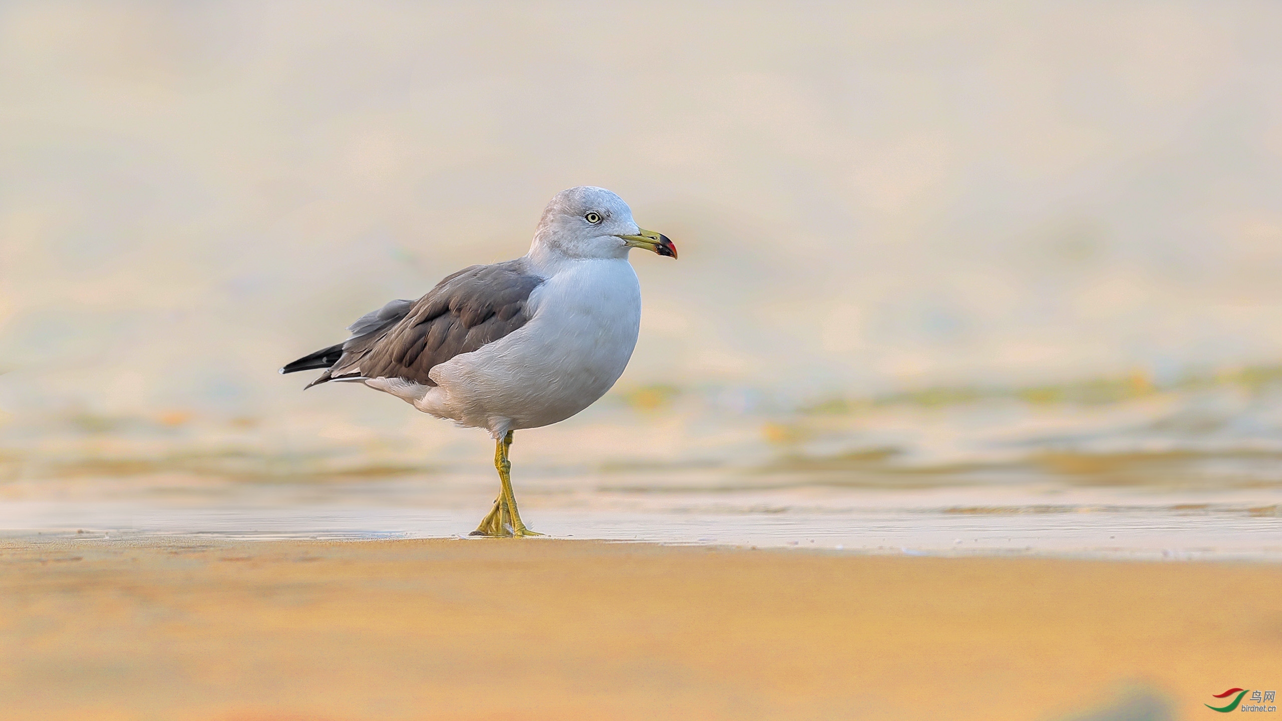 ��ɫͭ�� ��ʦ�����ںӱ�ʡ�ػʵ���.jpg