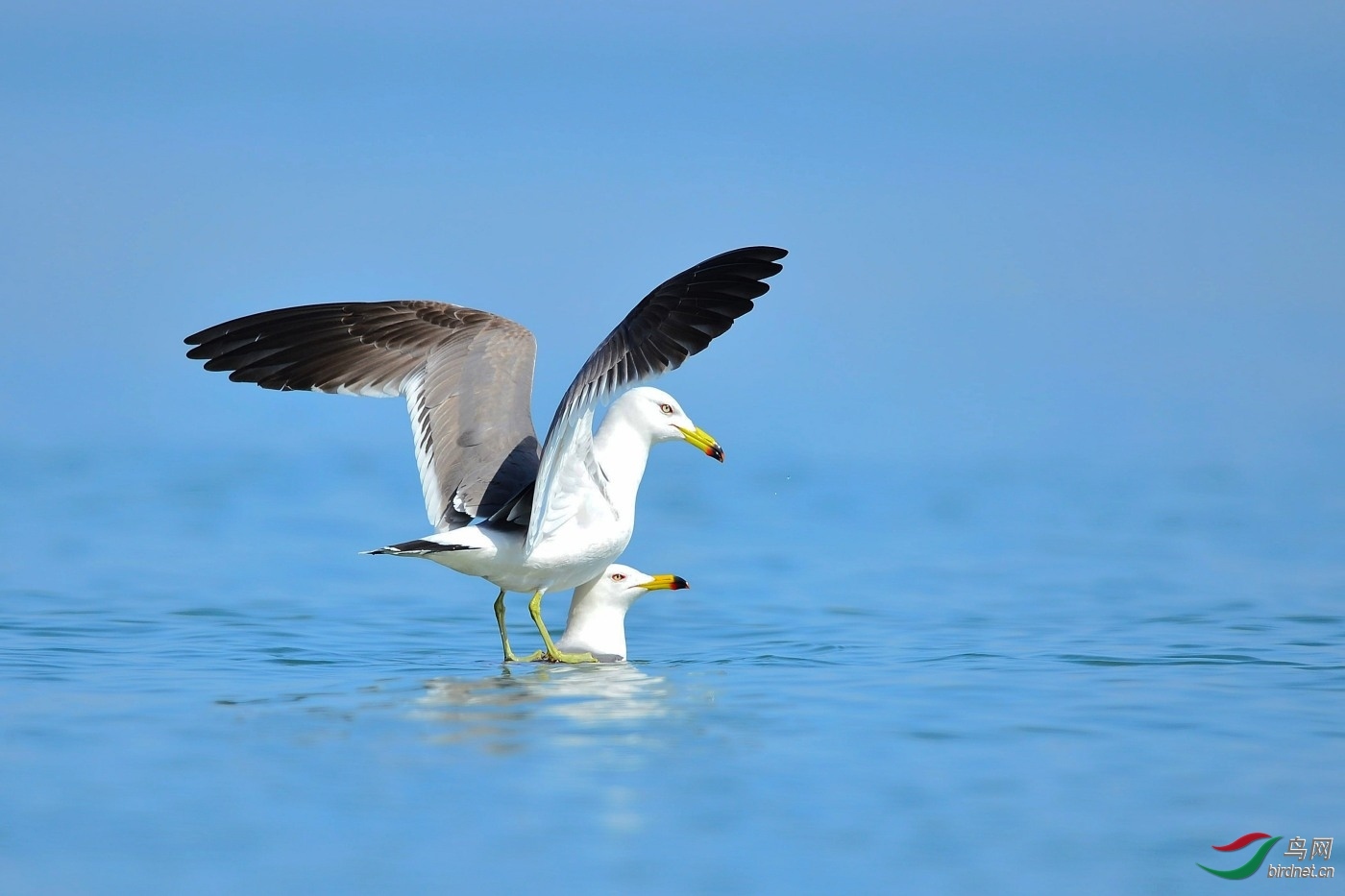 С�� ��ʦ����.jpg