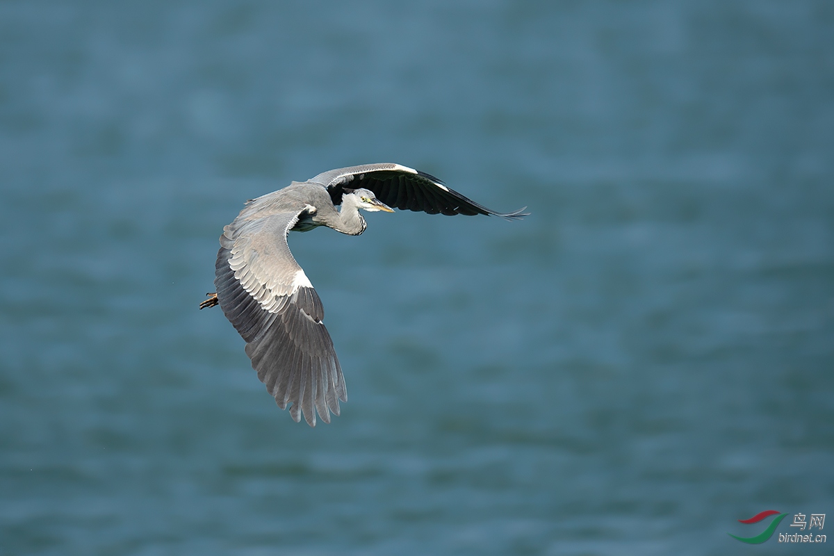 DSC_p9773.jpg
