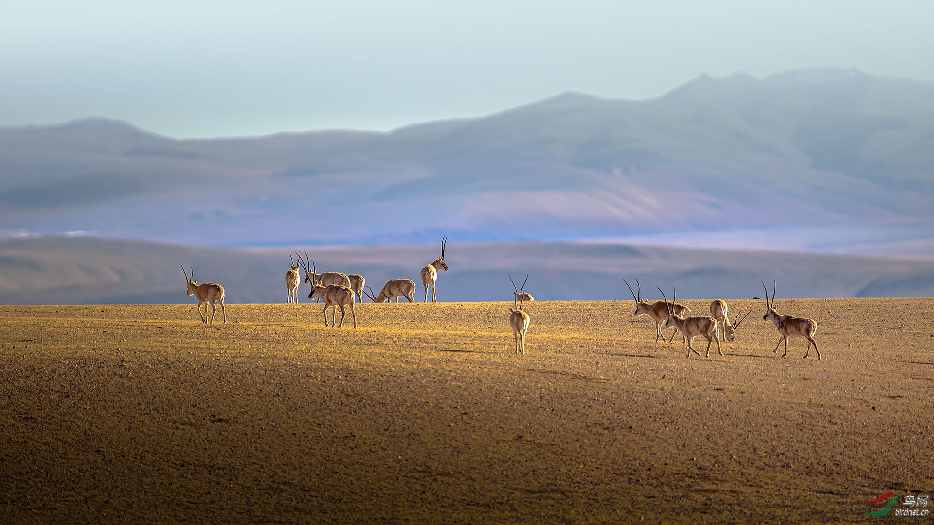 藏羚羊的家园——羌塘国家级自然保护区(祝贺老师佳作荣获首页精华)