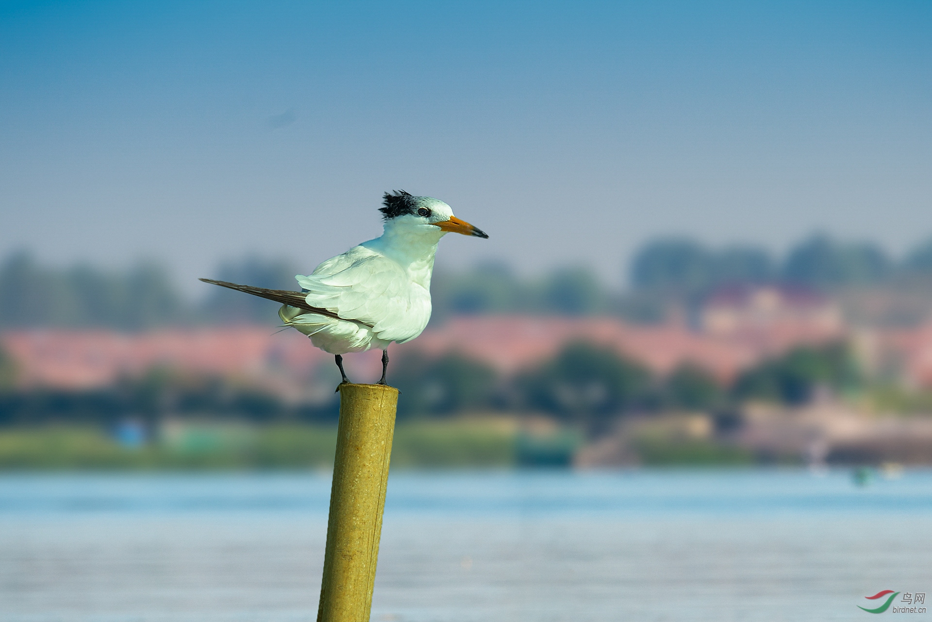 DSC_7424.jpg
