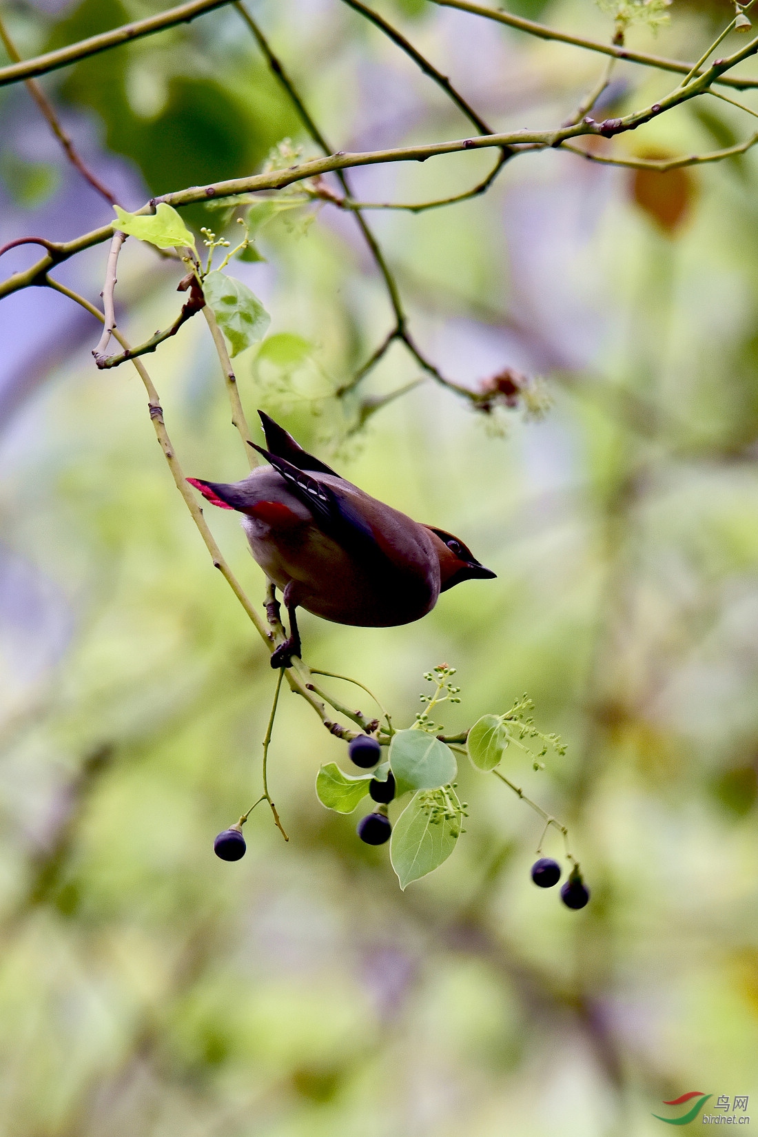 DSC_1119.JPG