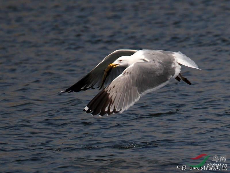 ɭ�� ��ʦ����������ʡ������.jpg