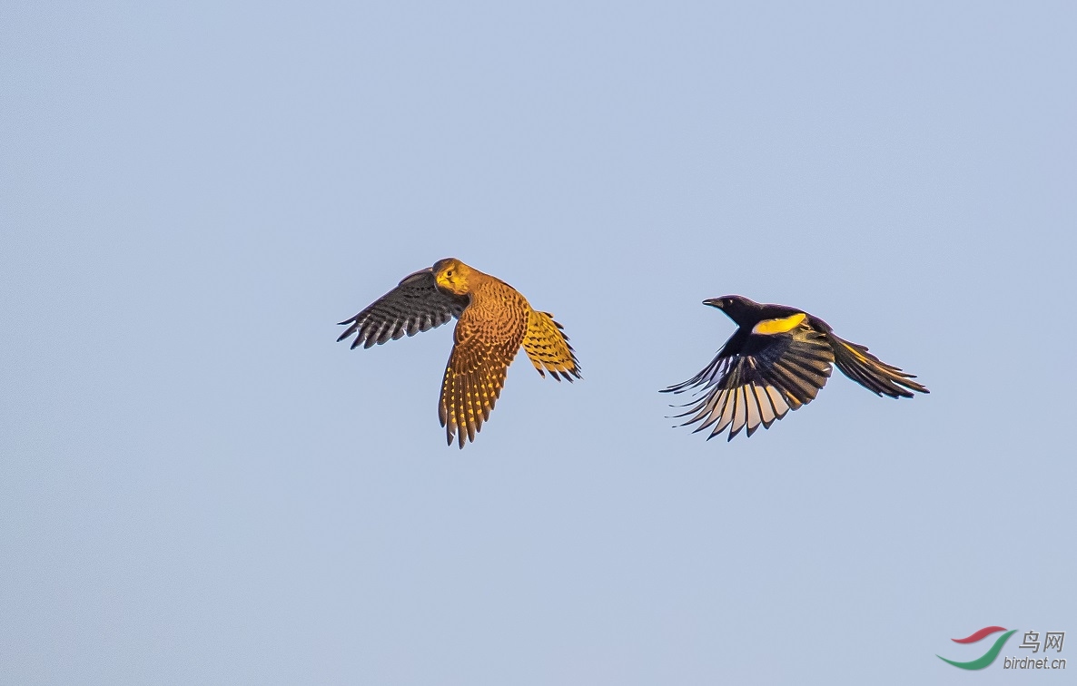 ������ ��