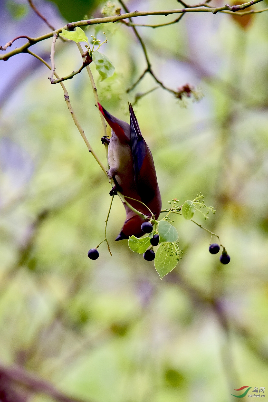 DSC_1121.JPG