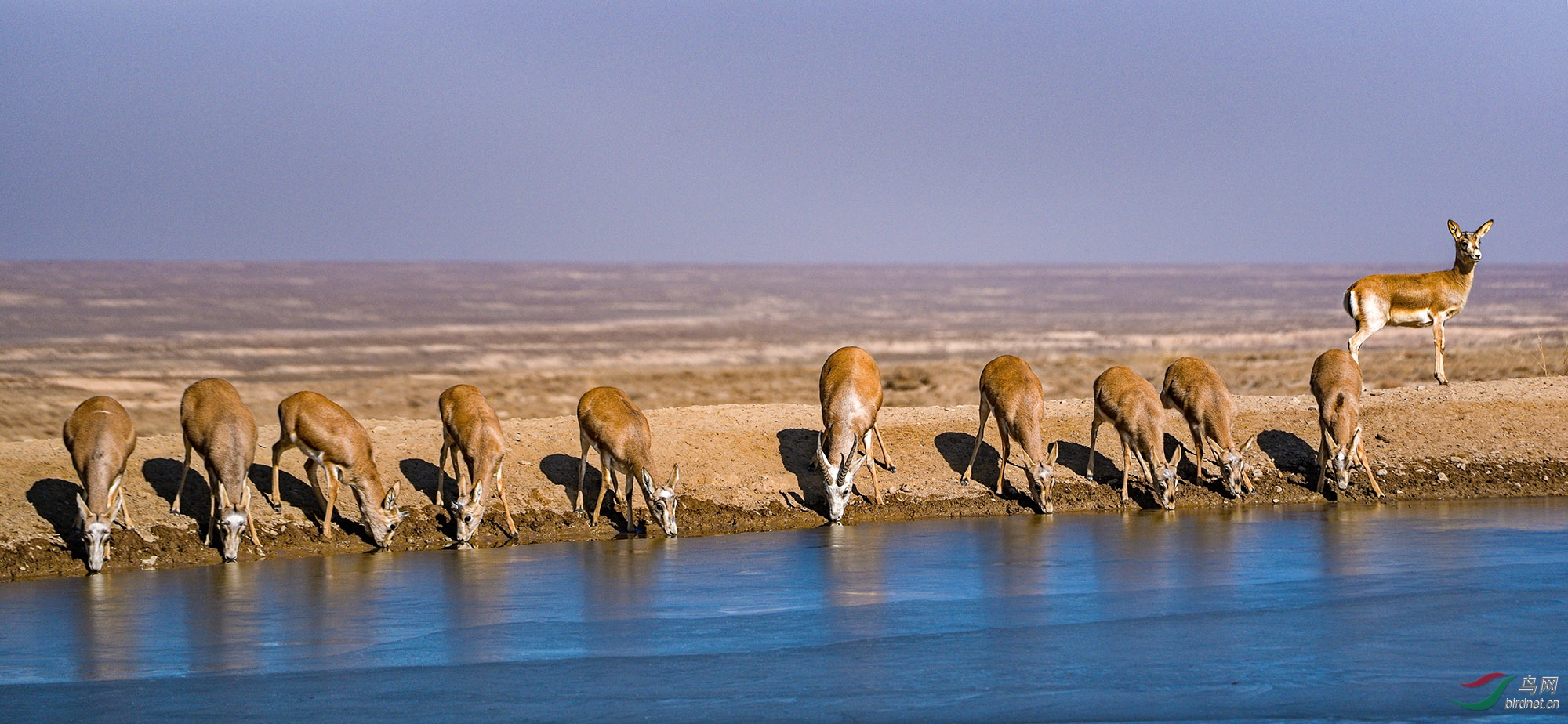 [其他] 环境的改善,大批的鹅喉羚来到了山村------贺荣获首页每日佳作