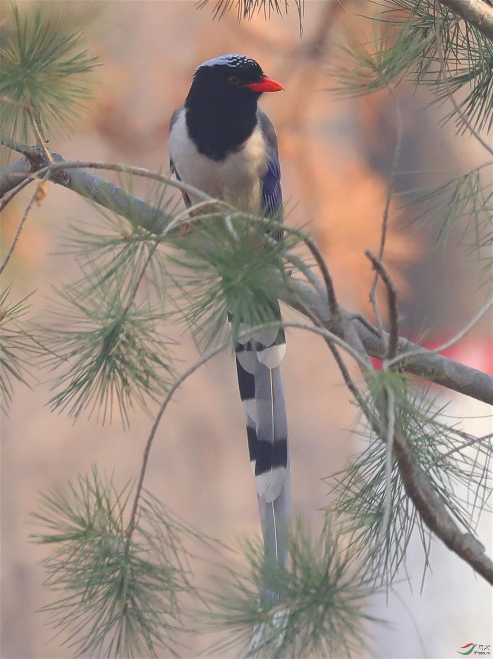 ������ȵ