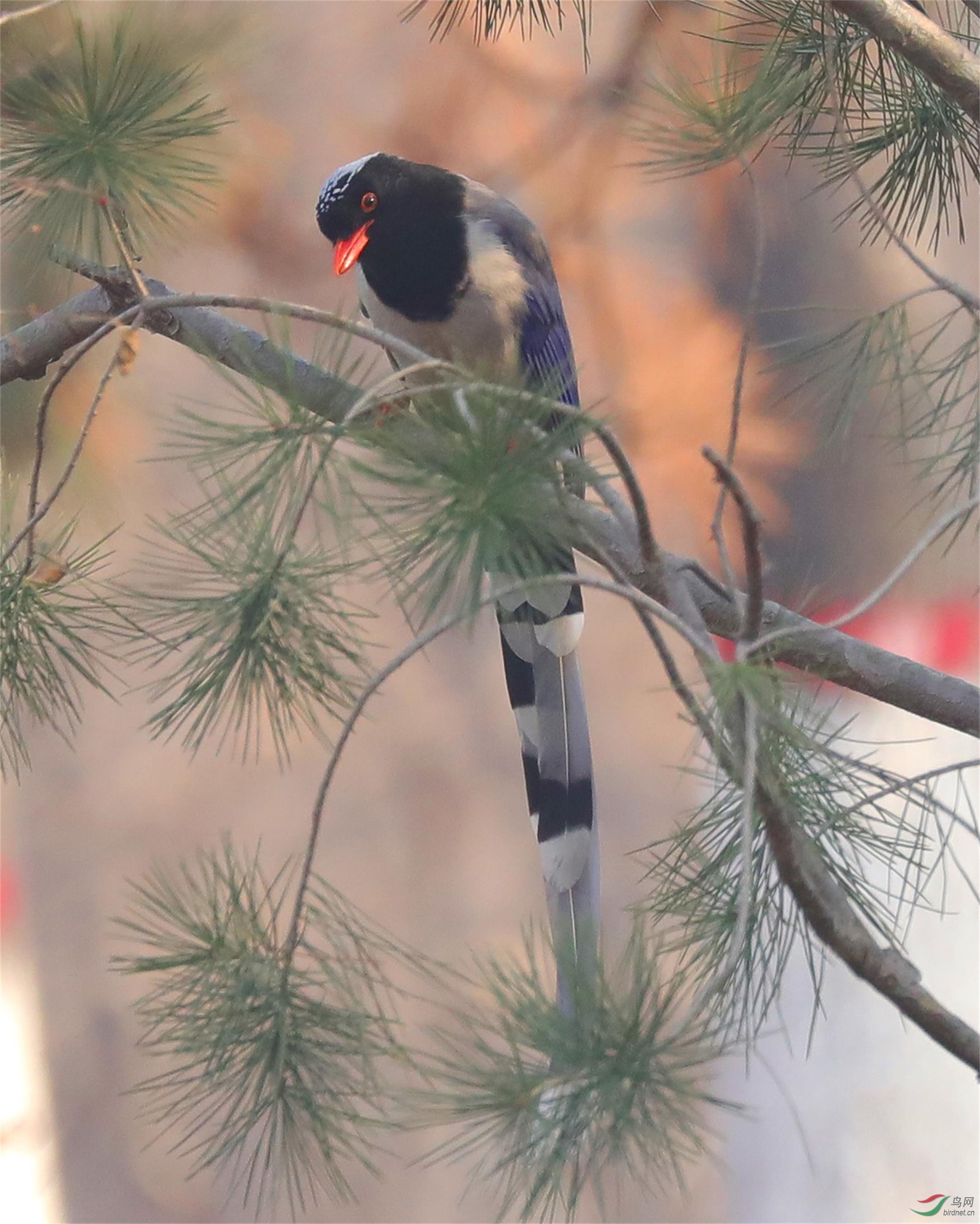 ������ȵ