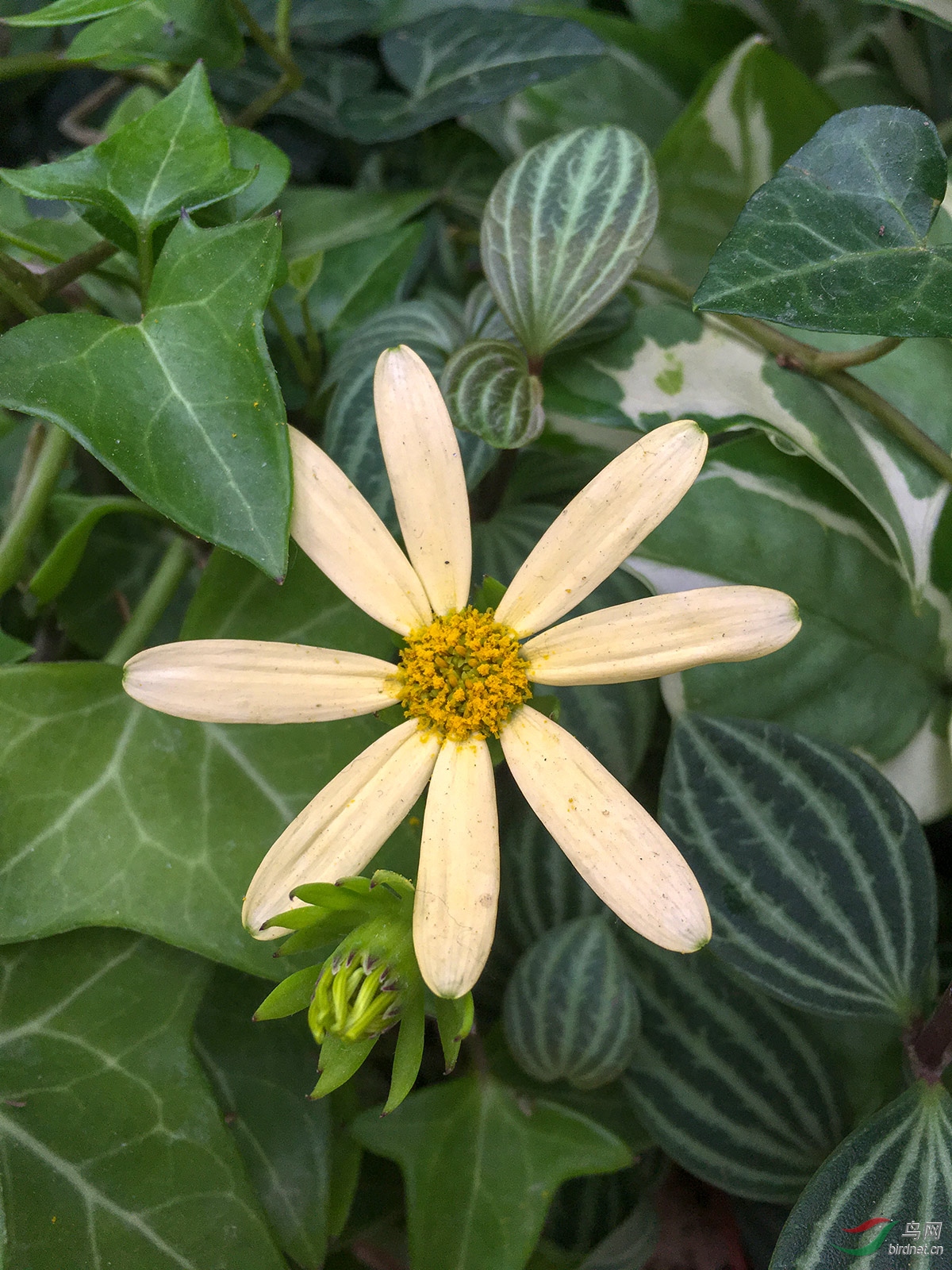 绿玉菊