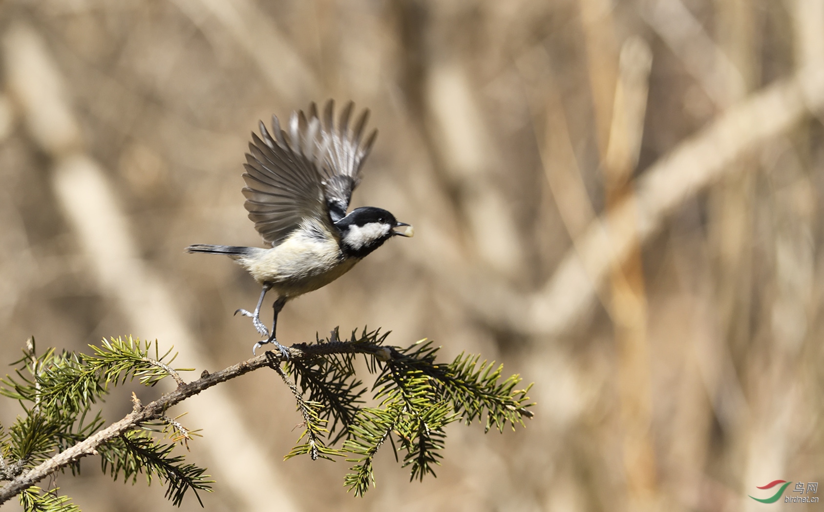 _DSC1087_00001-p-2.jpg