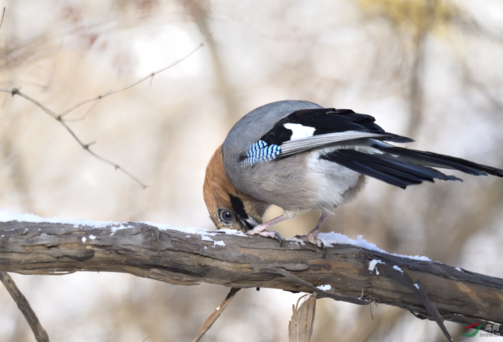 _DSC0246_00001-p-2.jpg