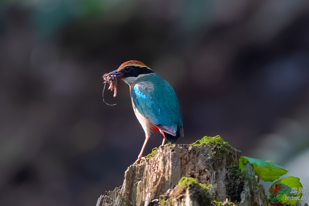 DSC_7939_DxOa.jpg
