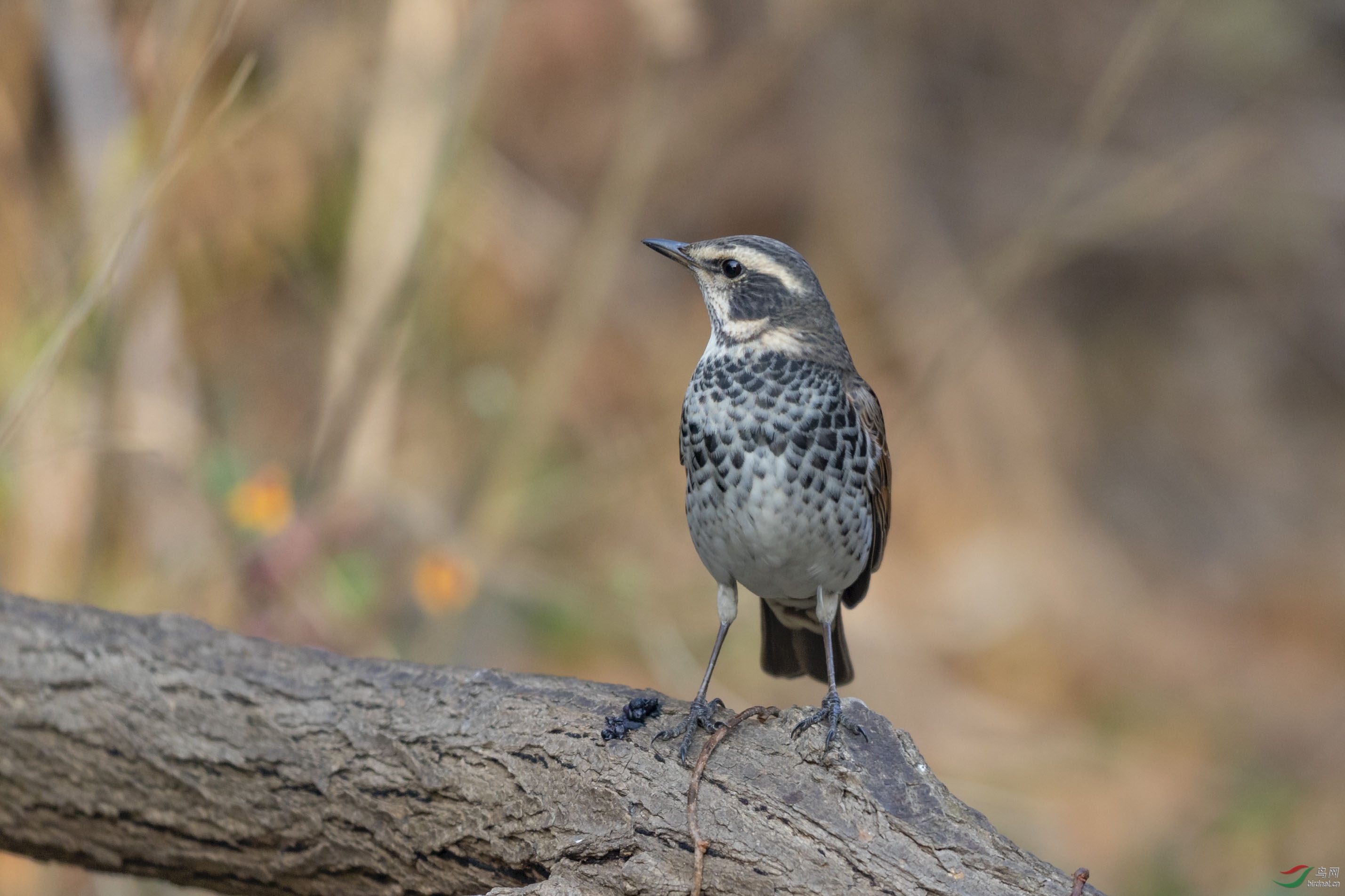 _K8I8791   ��� 02.jpg