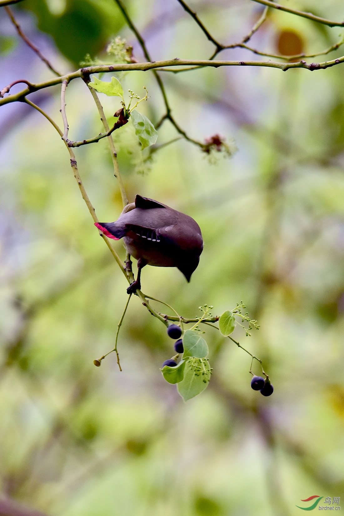 DSC_1134.JPG