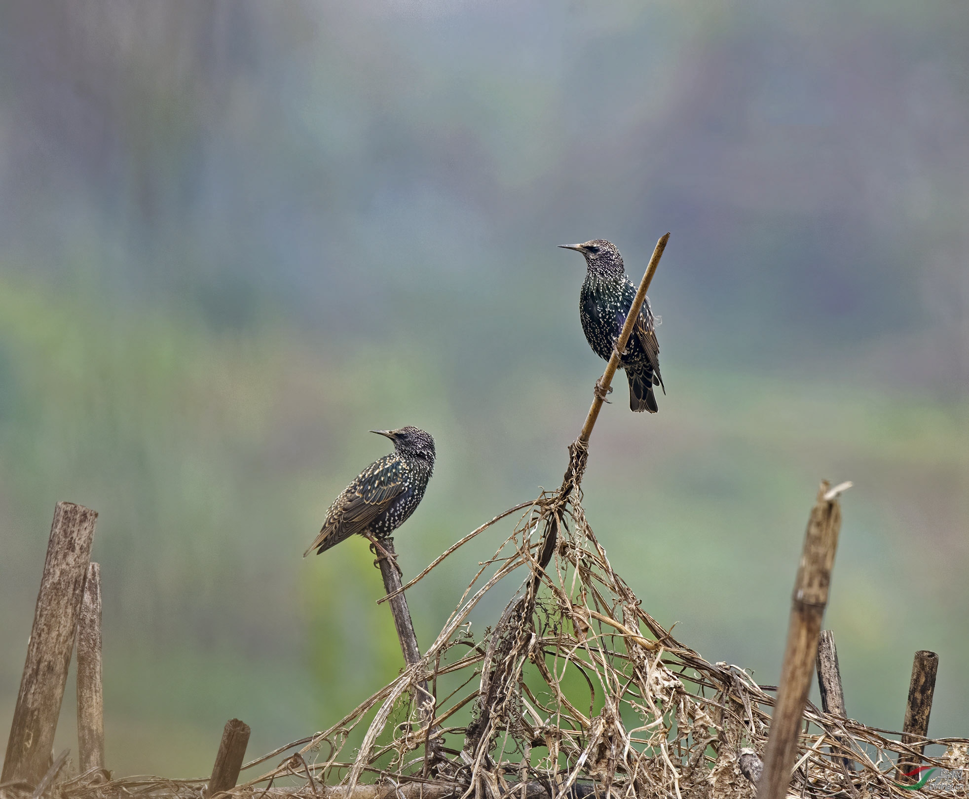 DSC_4726-1.jpg