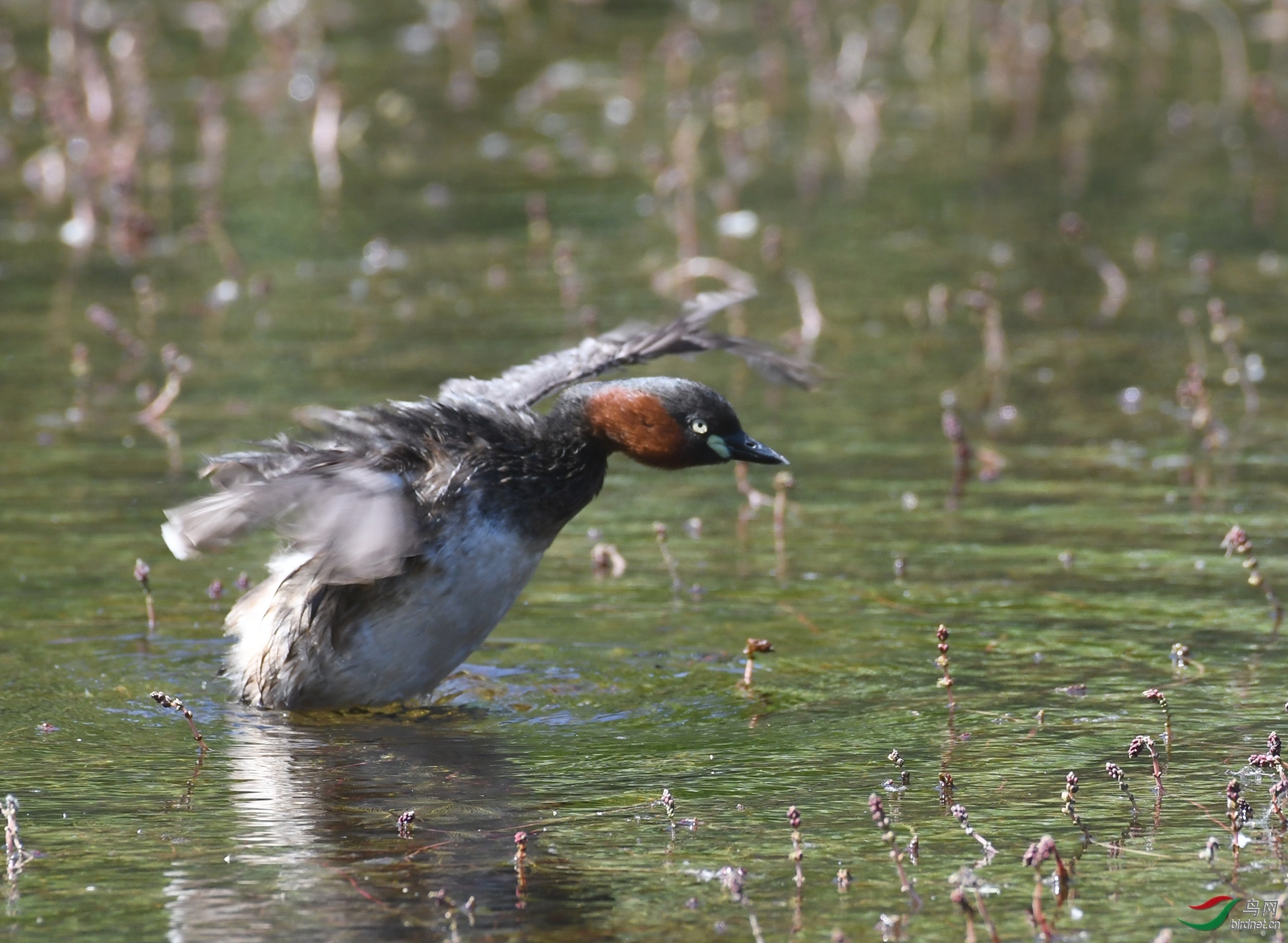 ������Ӱ 1860����.jpg