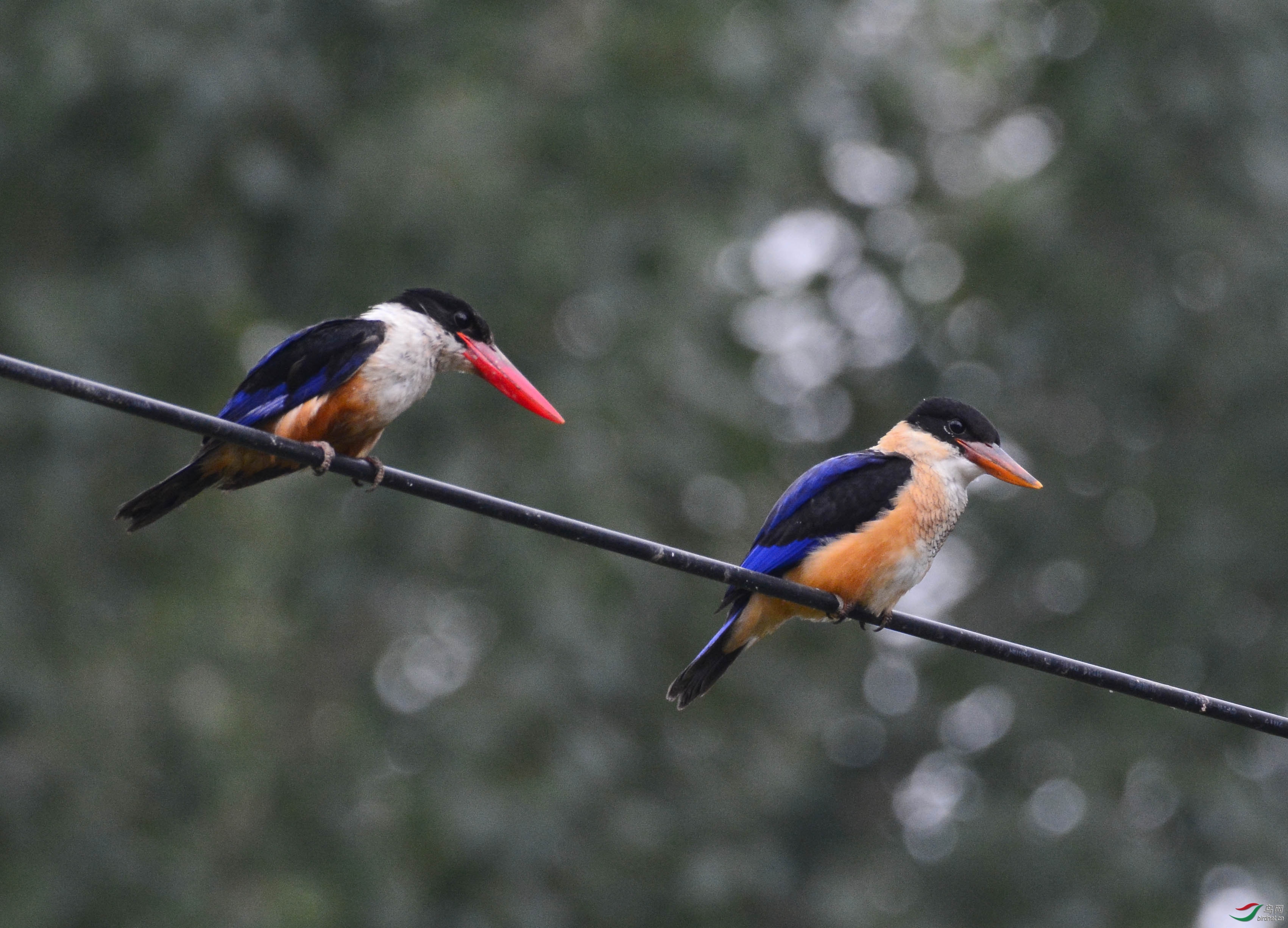 ������Ӱ 502 ����.jpg