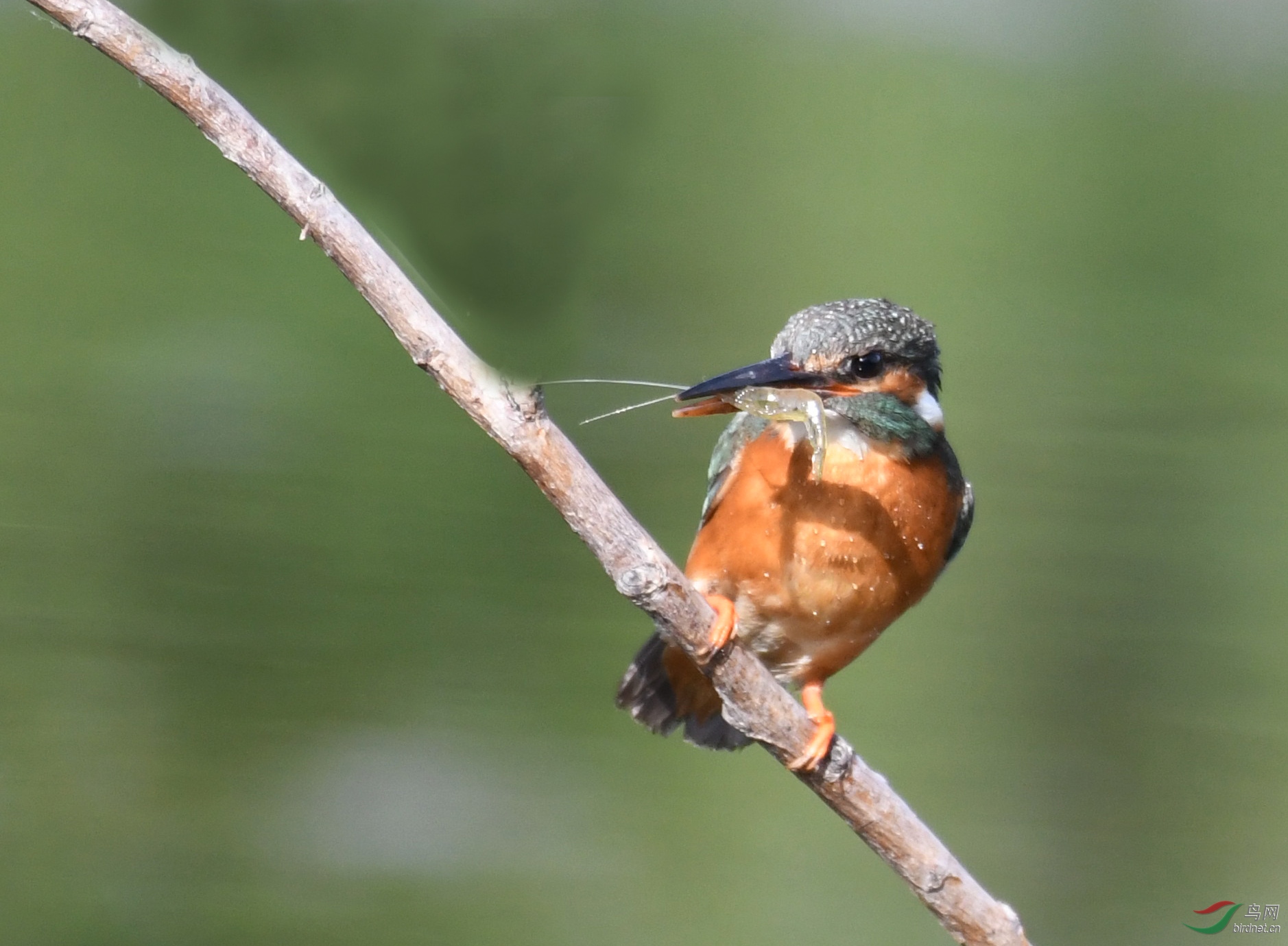 ������Ӱ 5996����.jpg