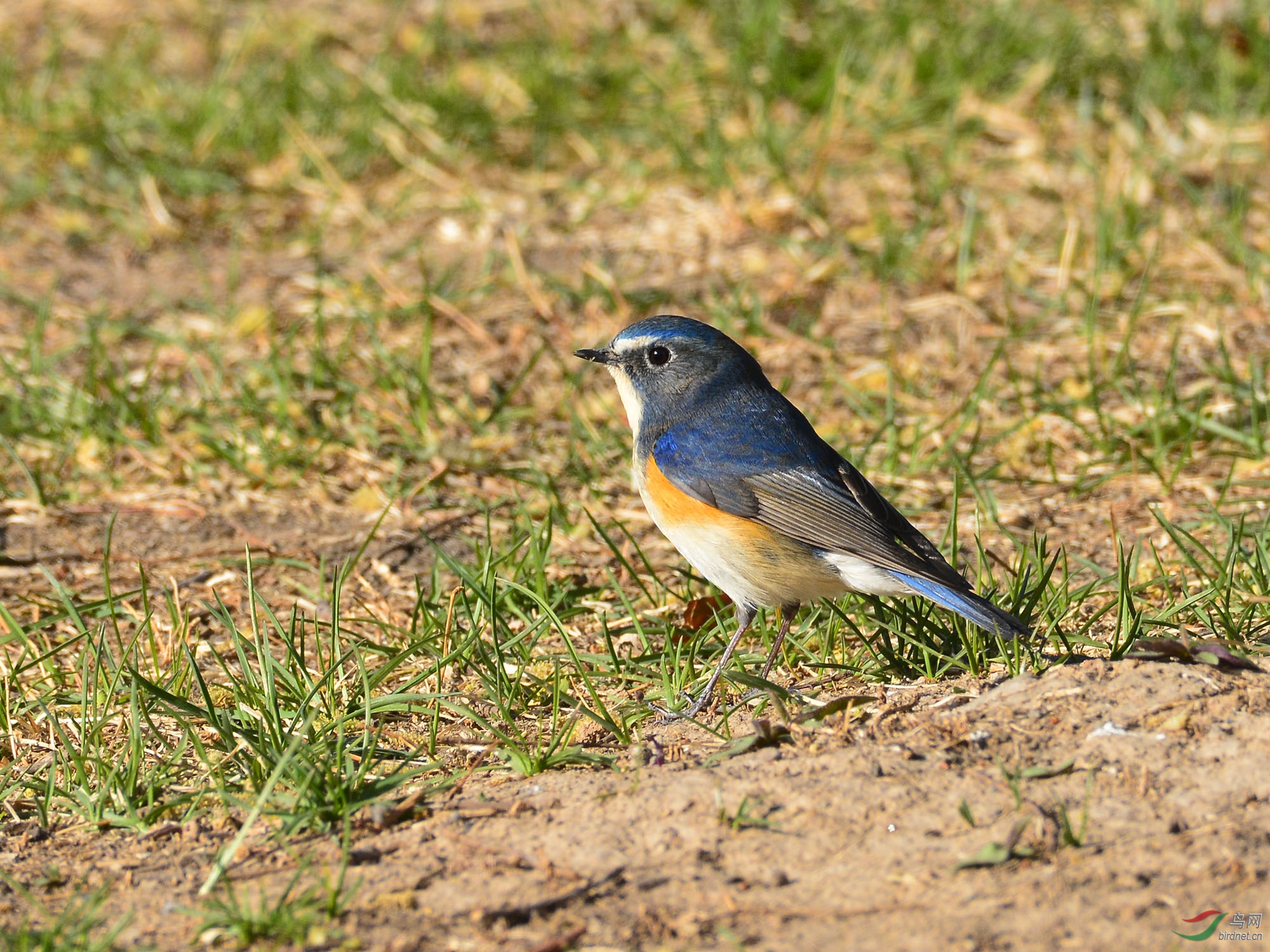 ������Ӱ 461����.jpg